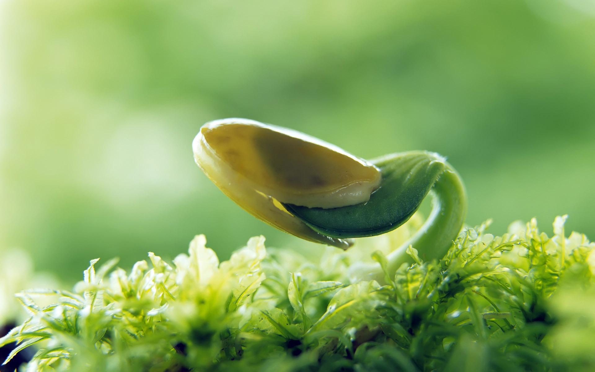 小清新,护眼壁纸,绿色,绿芽,儿童桌面专用