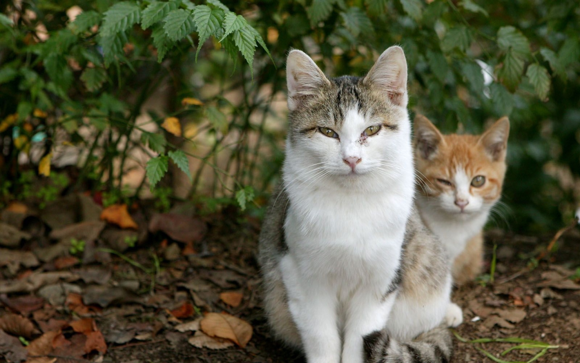 街角,小猫咪,摄影,高清,猫,动物,2012Y十月31D,儿童桌面专用