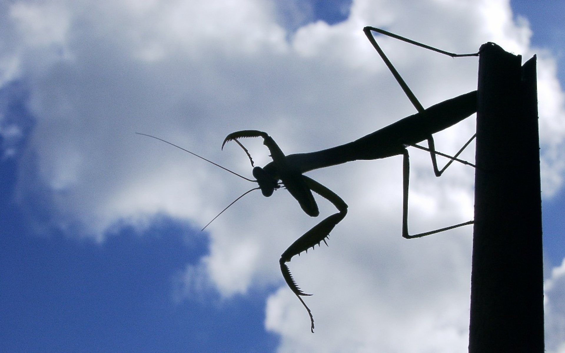 萌宠动物,野生动物,儿童桌面专用