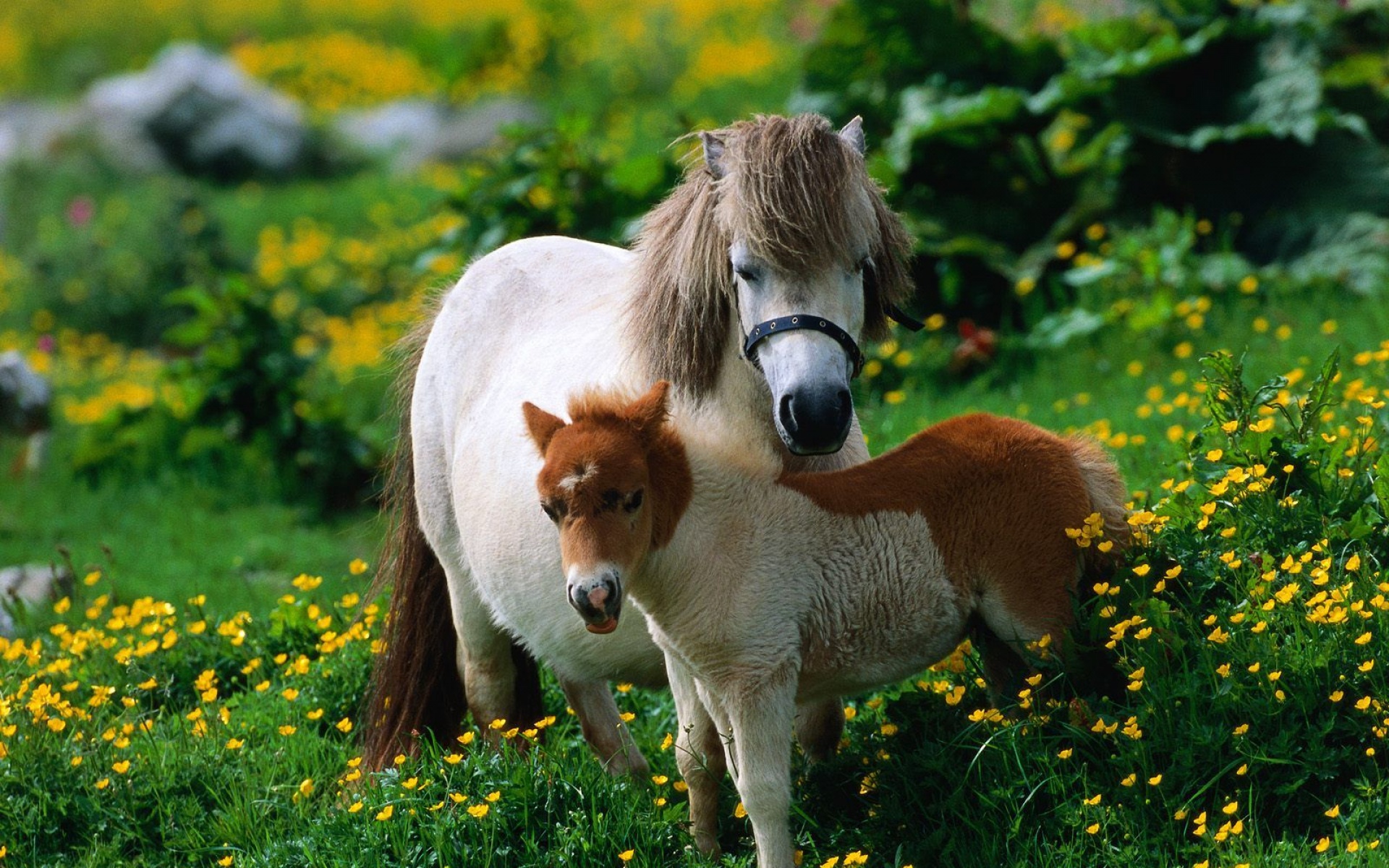 野生动物,马,儿童桌面专用