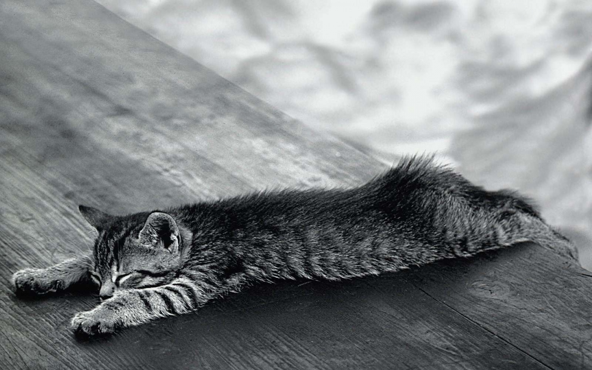 高清,动物,2012Y十一月11D,喵星人,儿童桌面专用