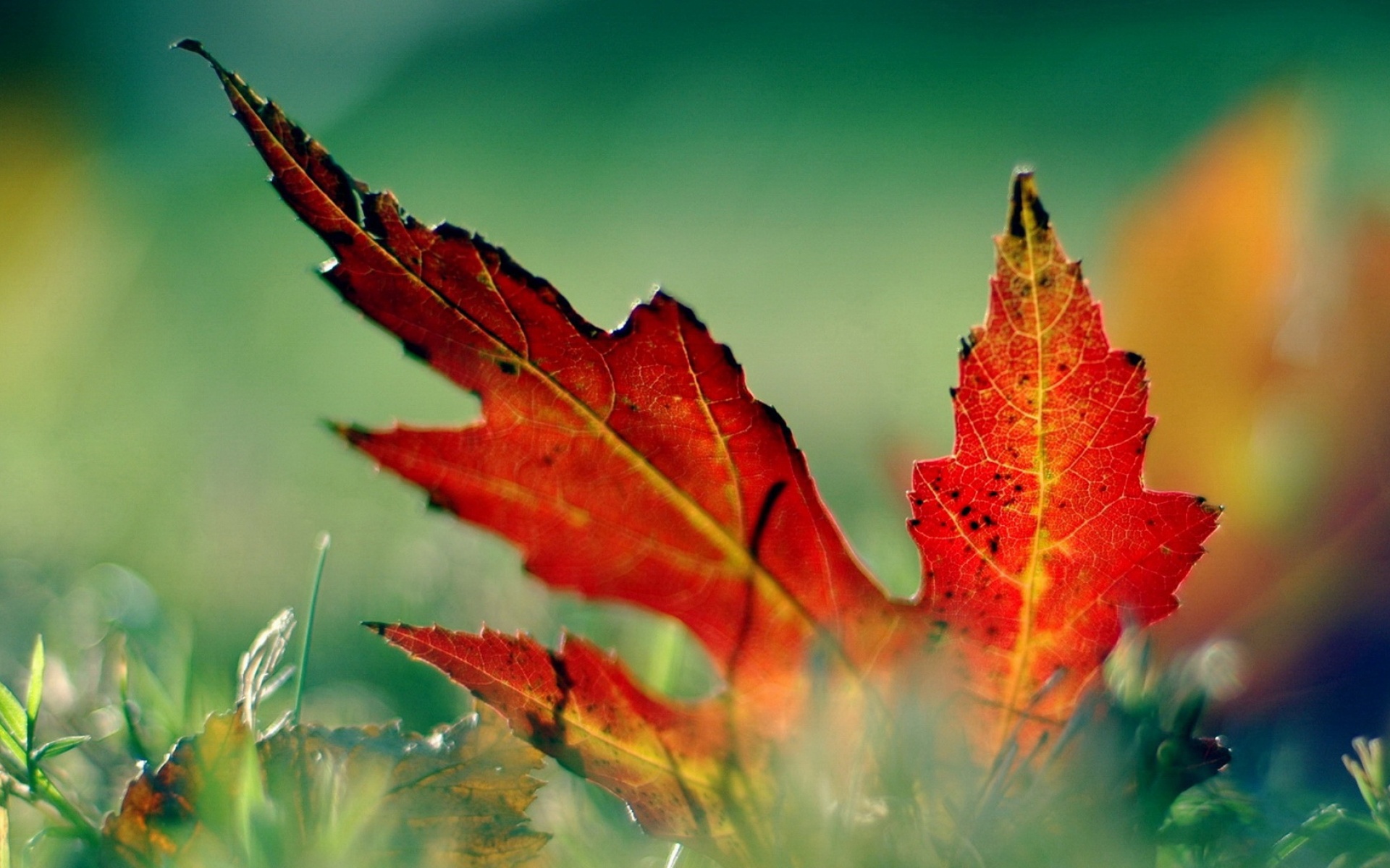 小清新,舒缓压力,秋叶,儿童桌面专用