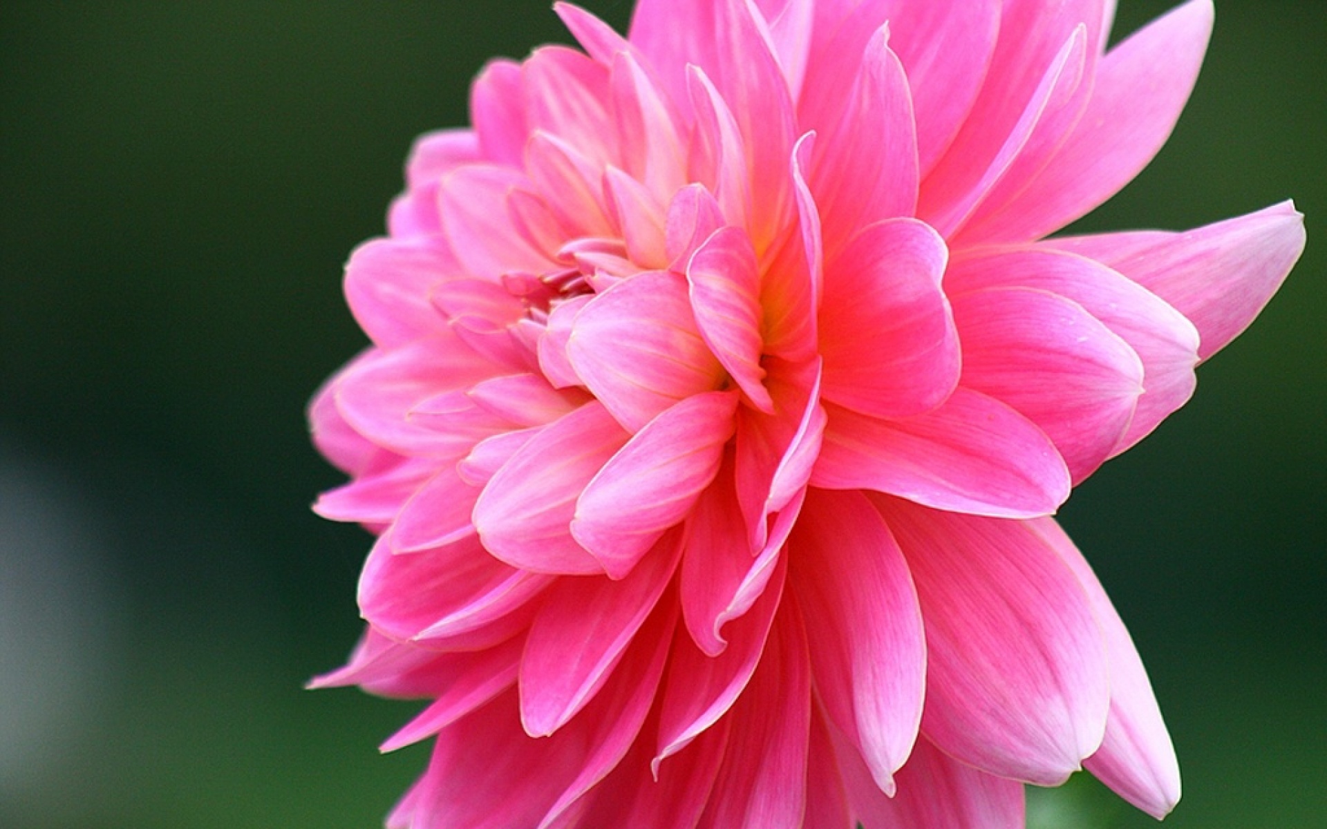 小清新,娇艳欲滴,菊花,植物,儿童桌面专用