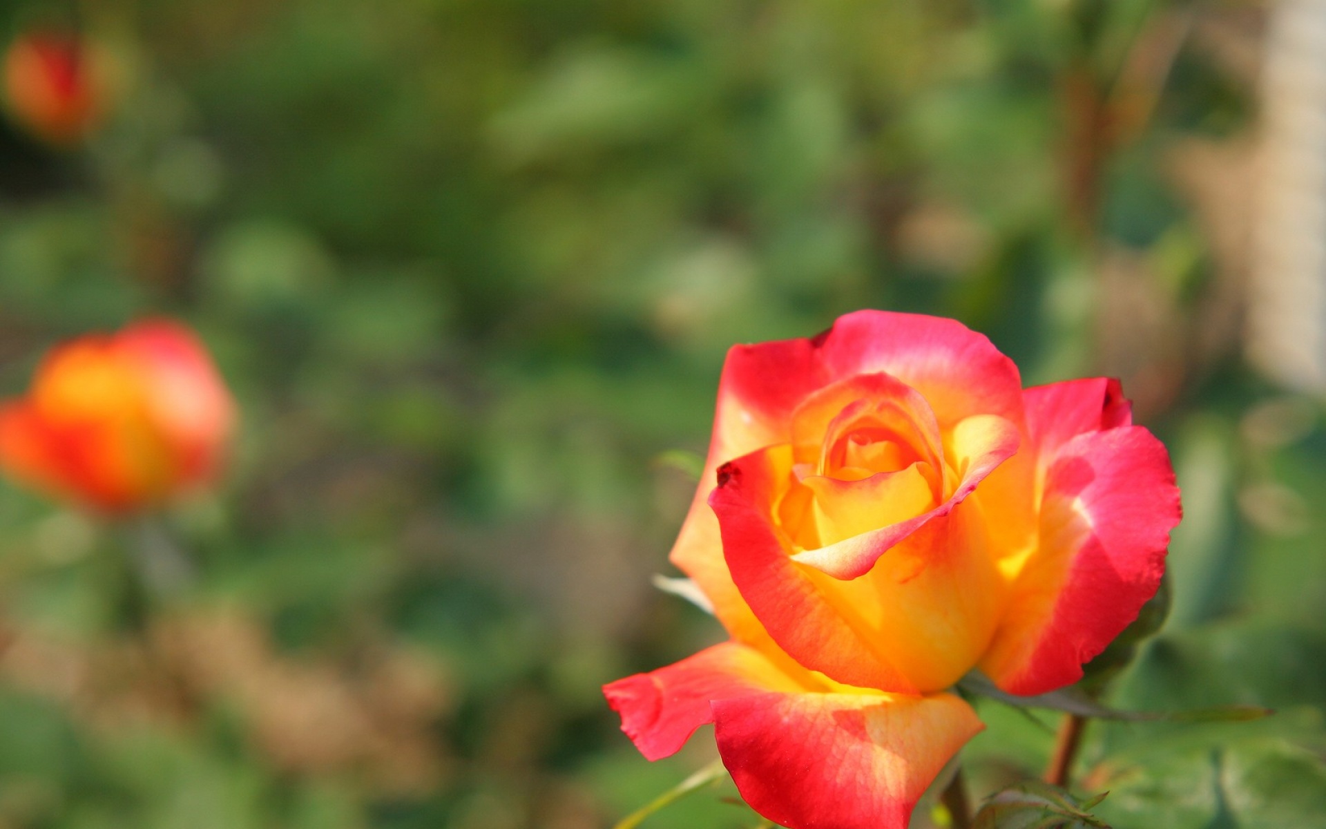 小清新,鸟语花香,花卉,儿童桌面专用