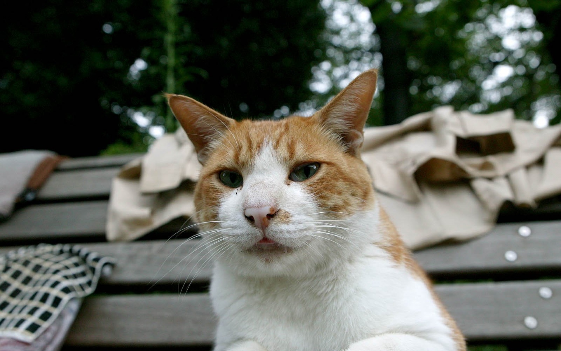 街角,小猫咪,摄影,高清,猫,动物,2012Y十月31D,儿童桌面专用