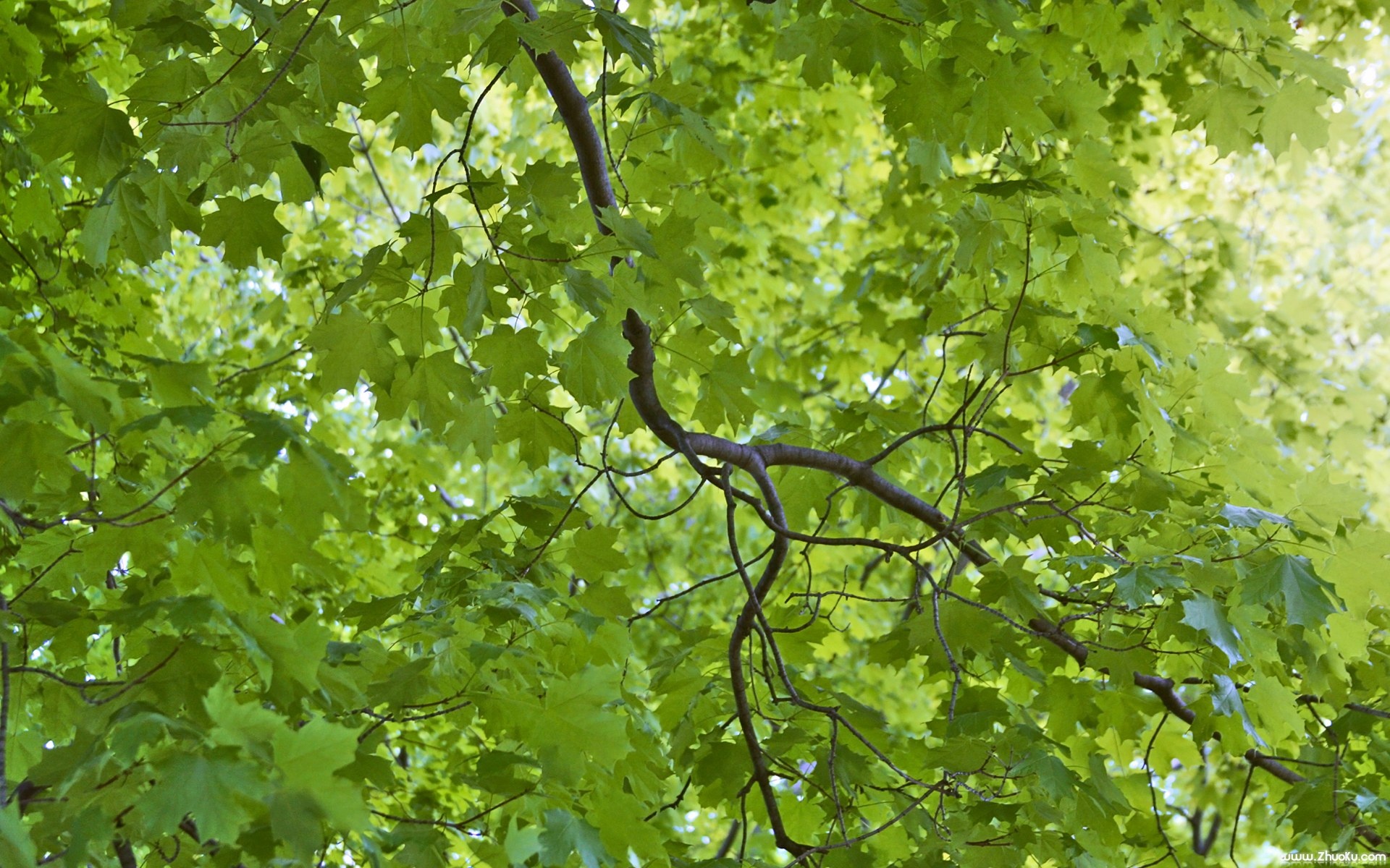 护眼壁纸,儿童桌面专用