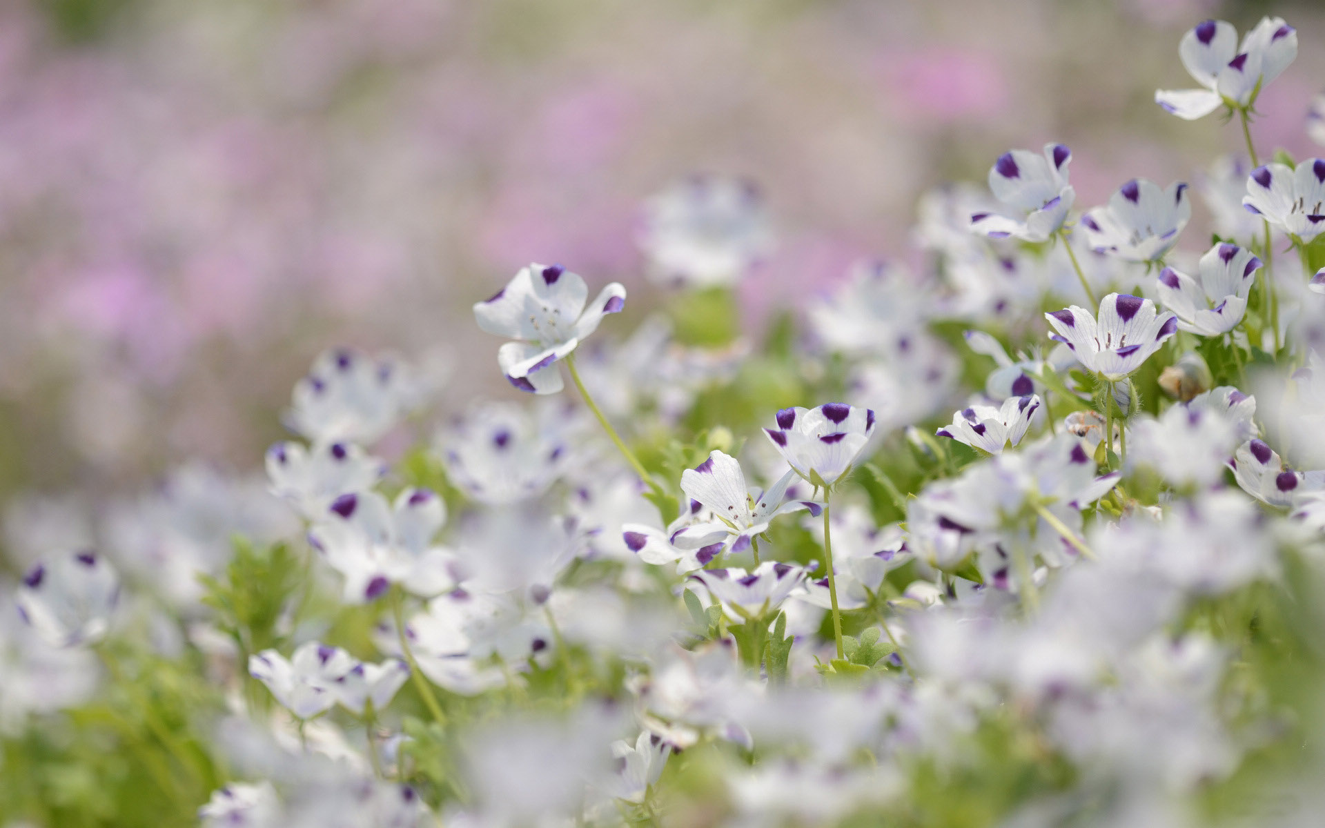花卉,亚麻花,鸟语花香,儿童桌面专用