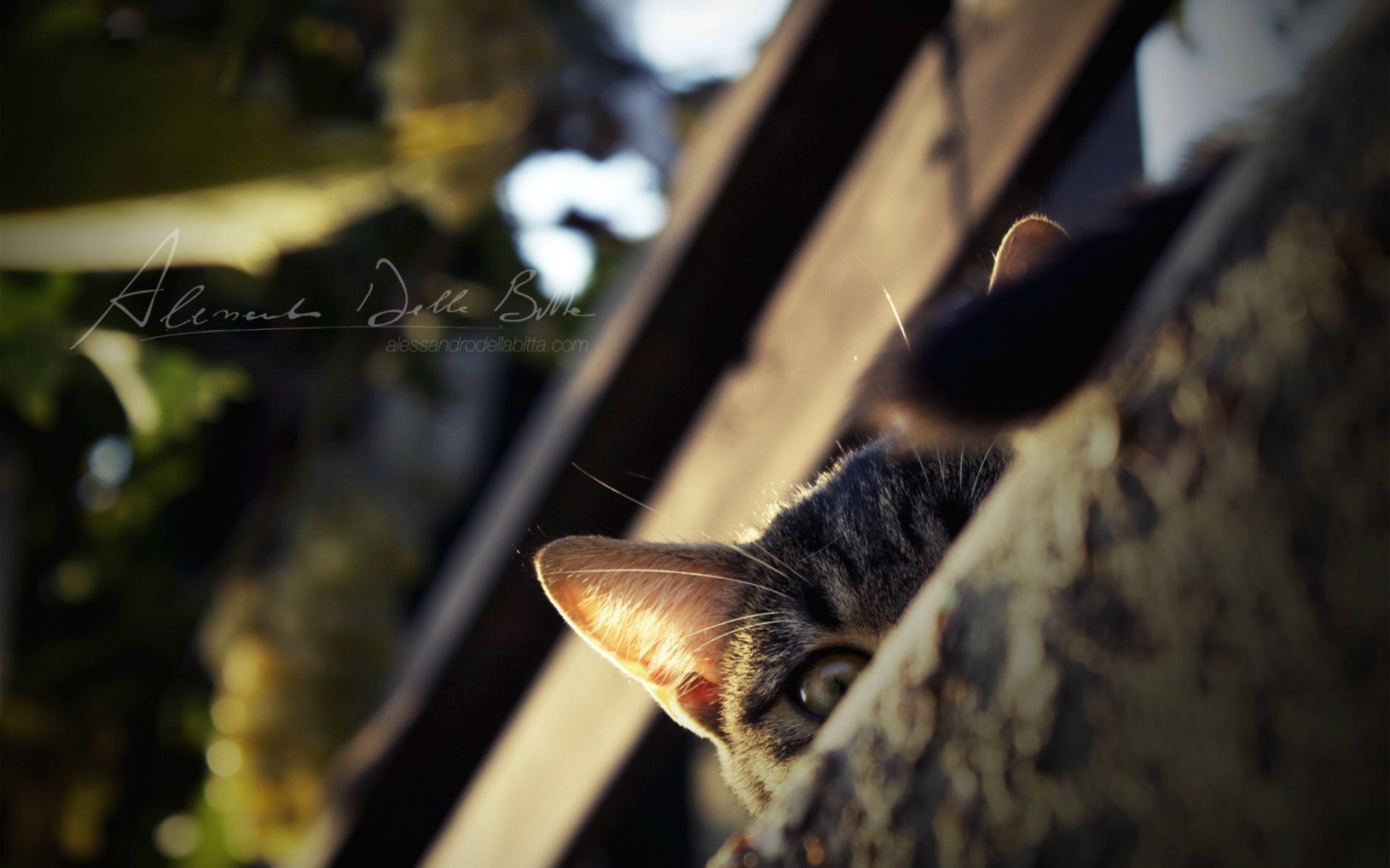 高清,动物,2012Y十一月04D,儿童桌面专用