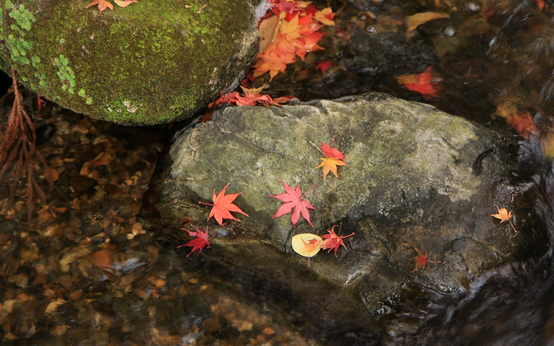 小清新,静物写真,枫叶