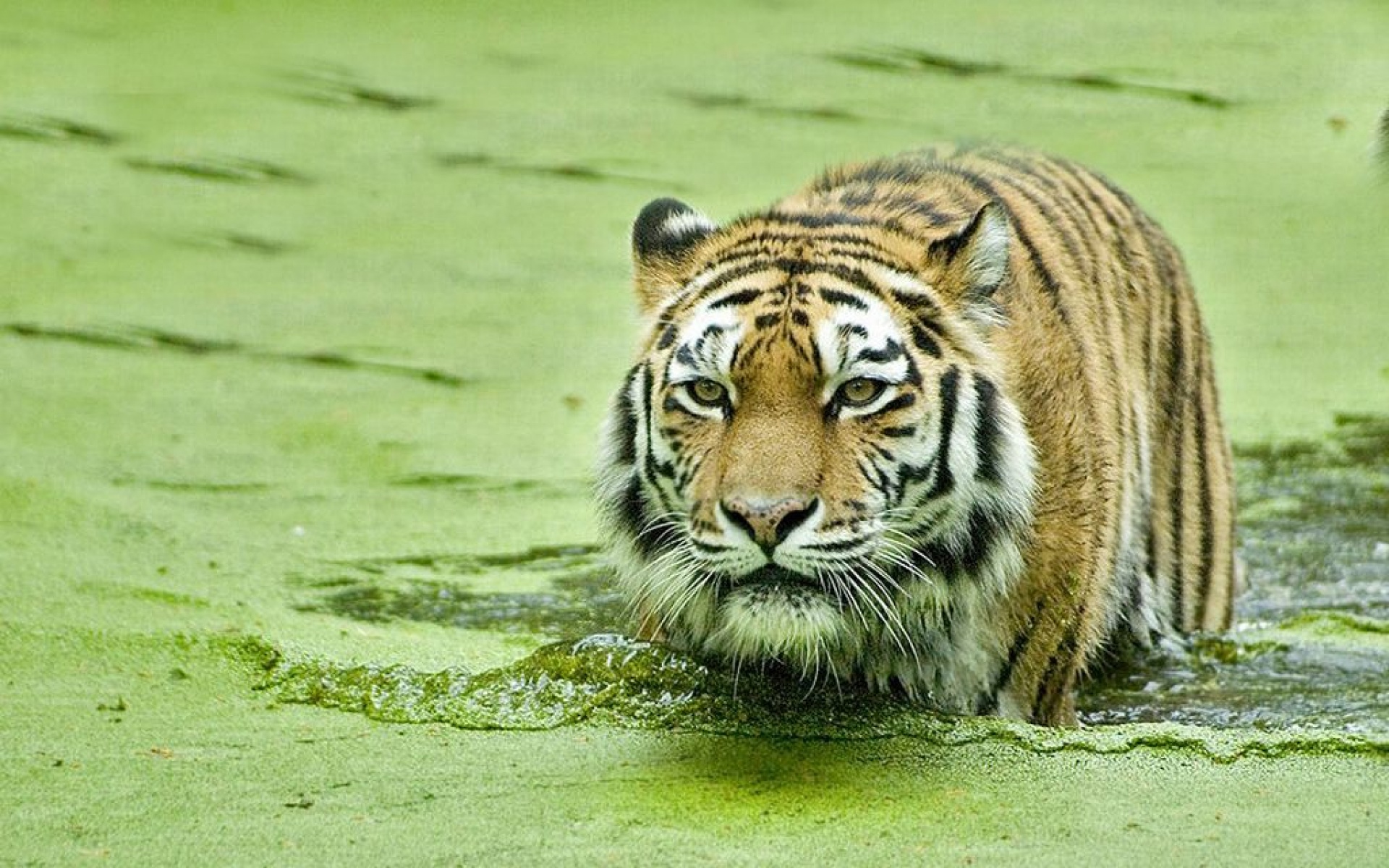 野生动物,老虎,儿童桌面专用