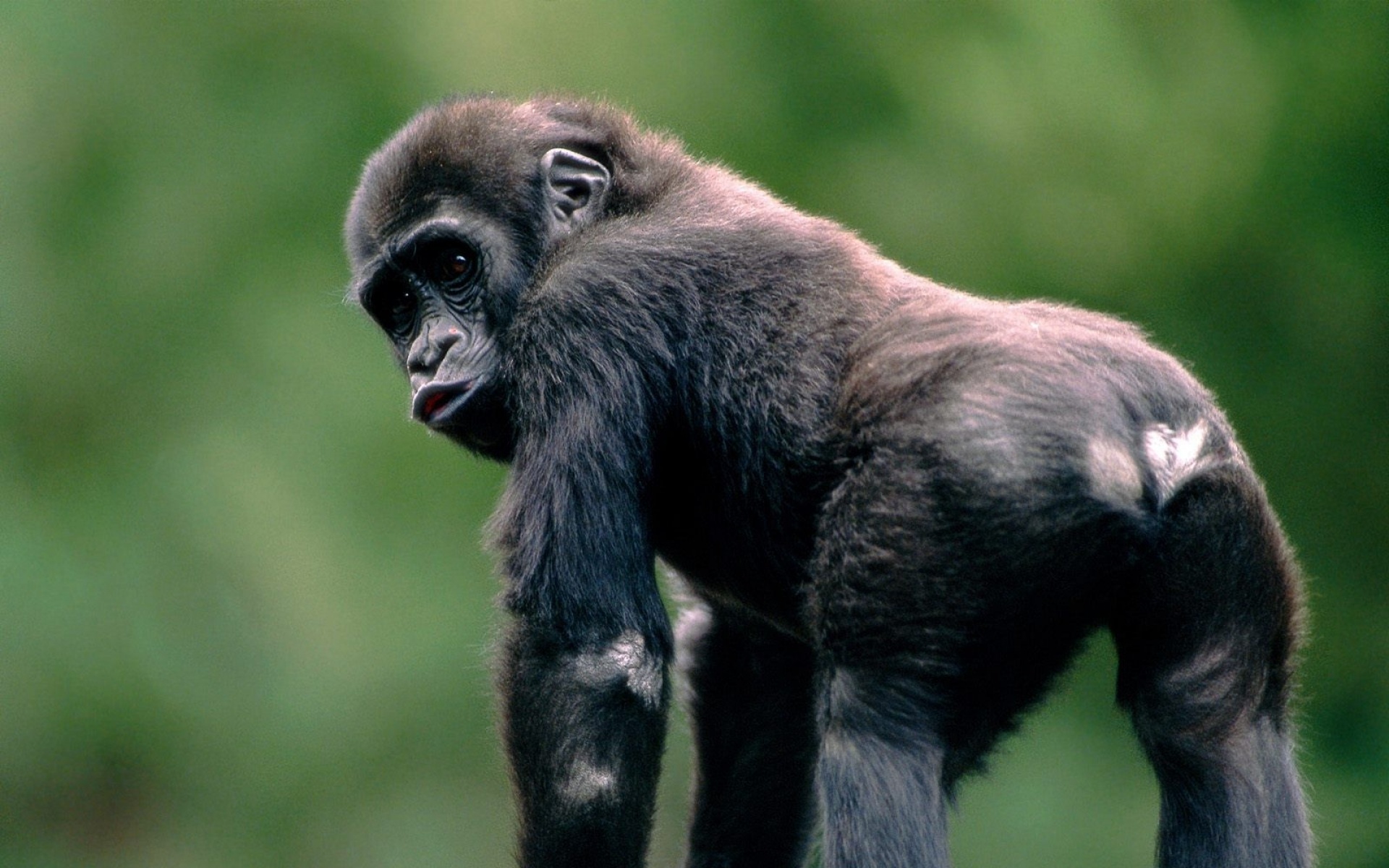 高清,动物,2012Y十一月11D,猩猩,儿童桌面专用