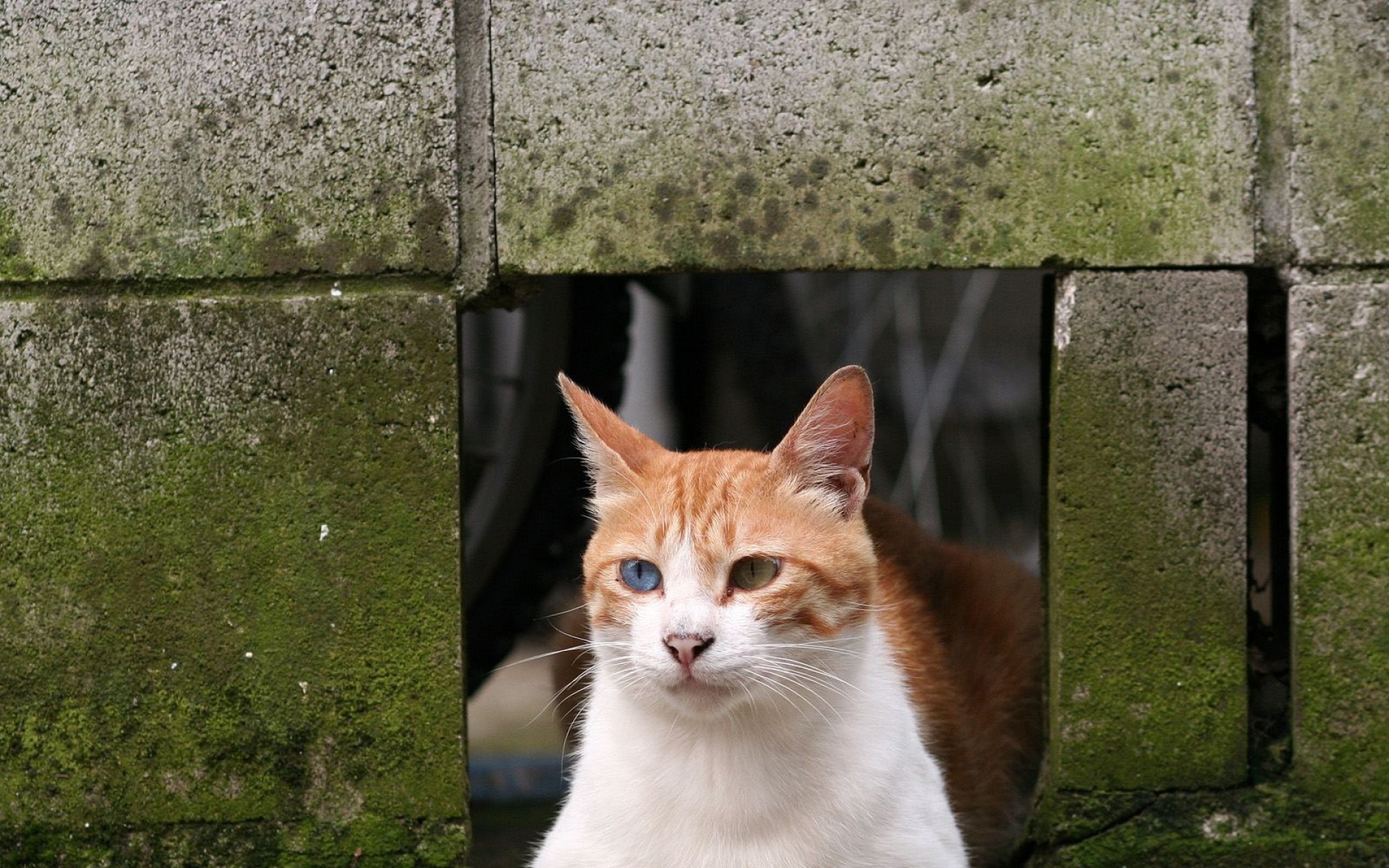 街角,小猫咪,摄影,高清,猫,动物,2012Y十月31D,儿童桌面专用