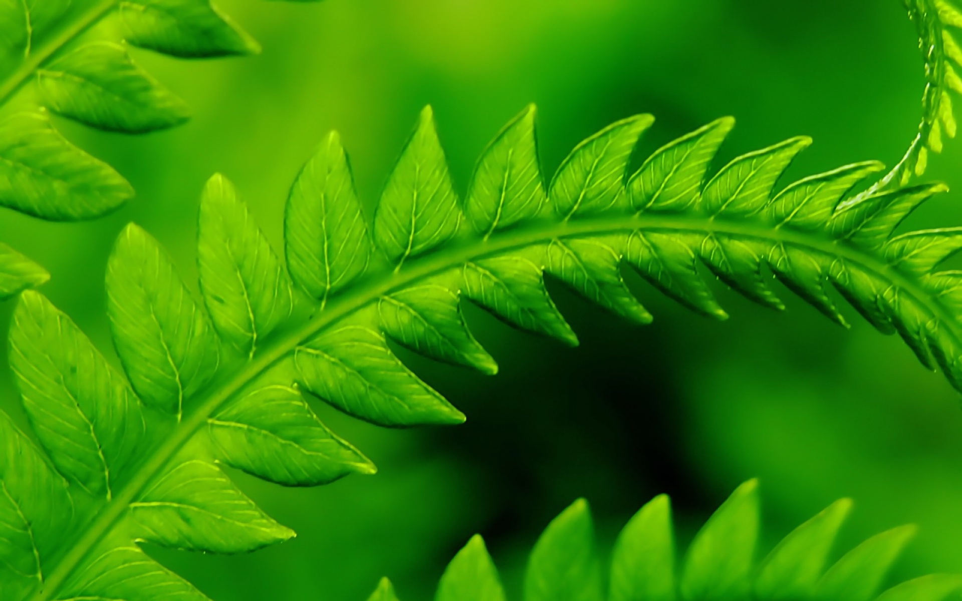 小清新,护眼壁纸,儿童桌面专用