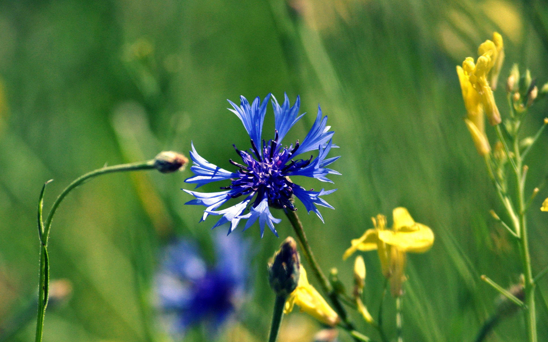 鸟语花香,花卉,矢车菊,儿童桌面专用