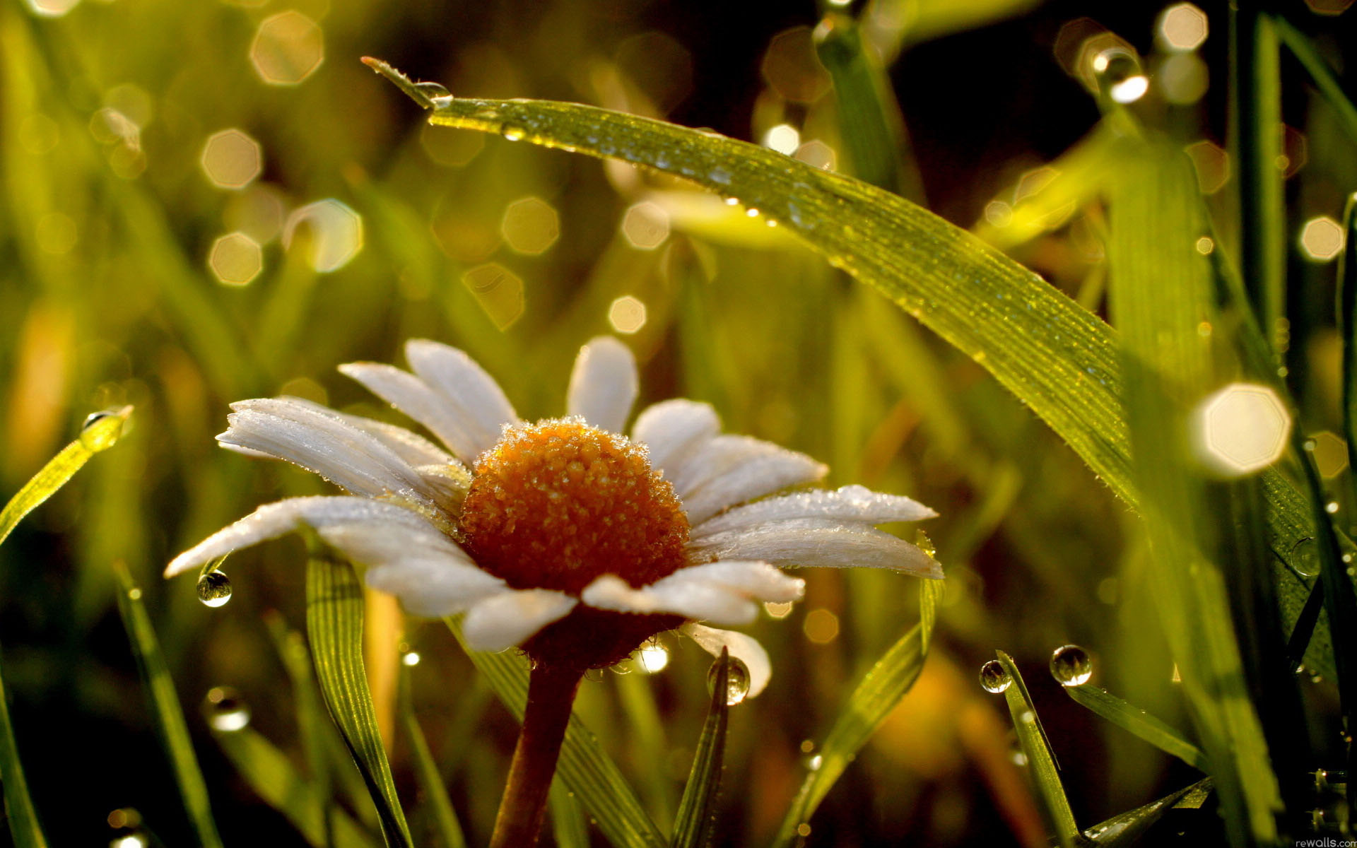 花卉,菊花,罗马洋甘菊,洋甘菊,甘菊,娇艳欲滴,儿童桌面专用