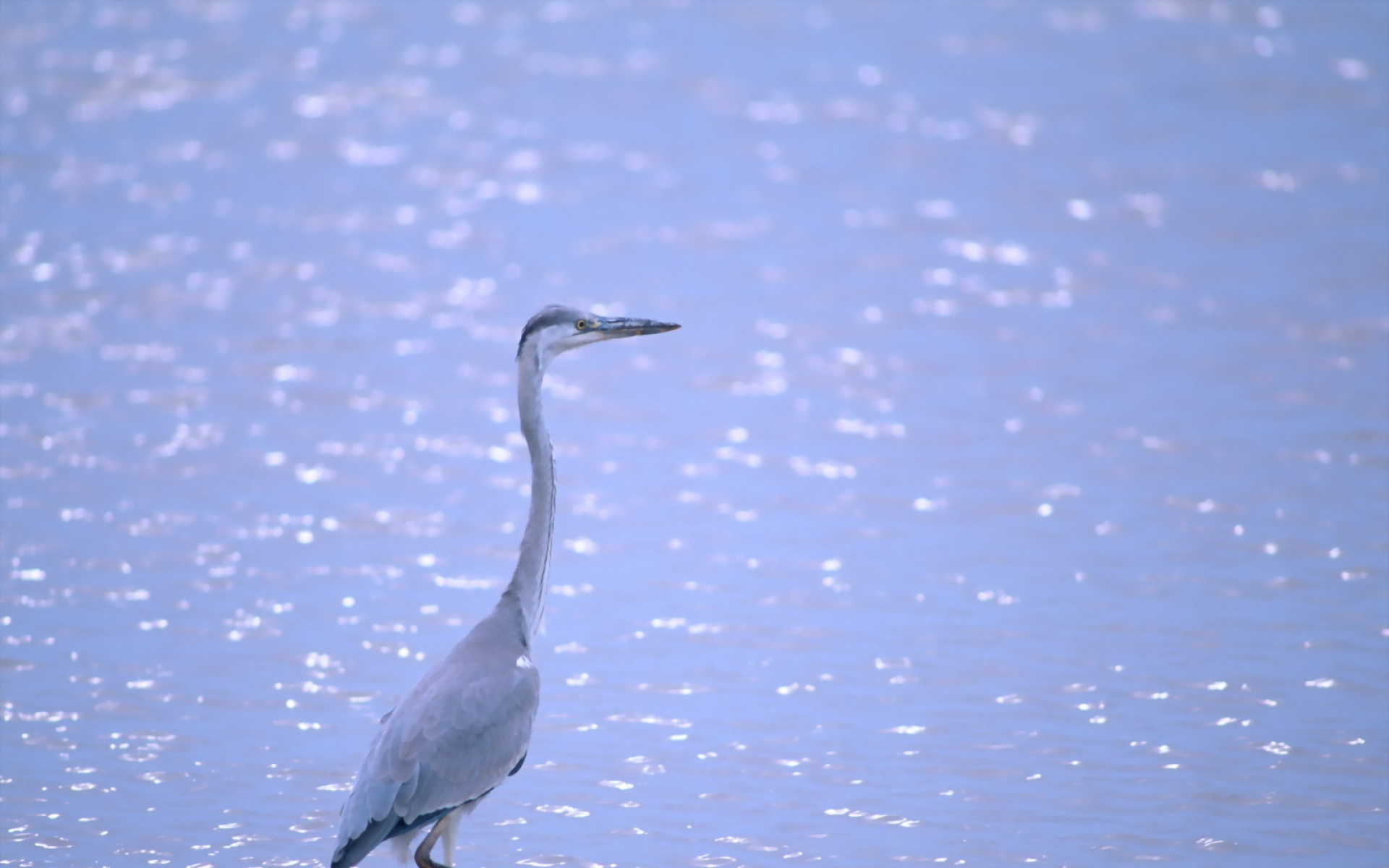 高清,鸟,动物,摄影,2012Y十一月03D,儿童桌面专用