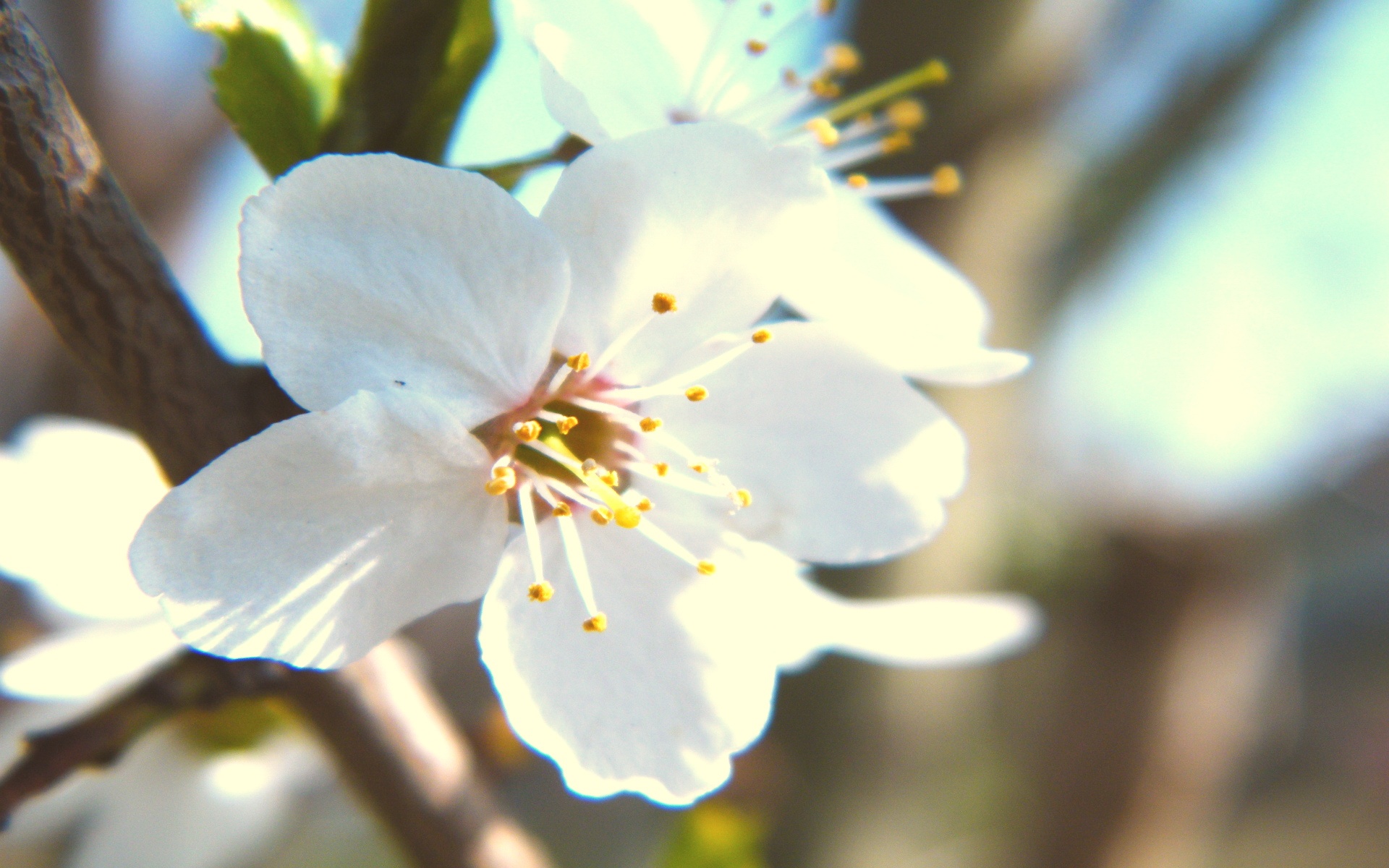 清新,花卉,浪漫,美丽2012Y十月28D,儿童桌面专用