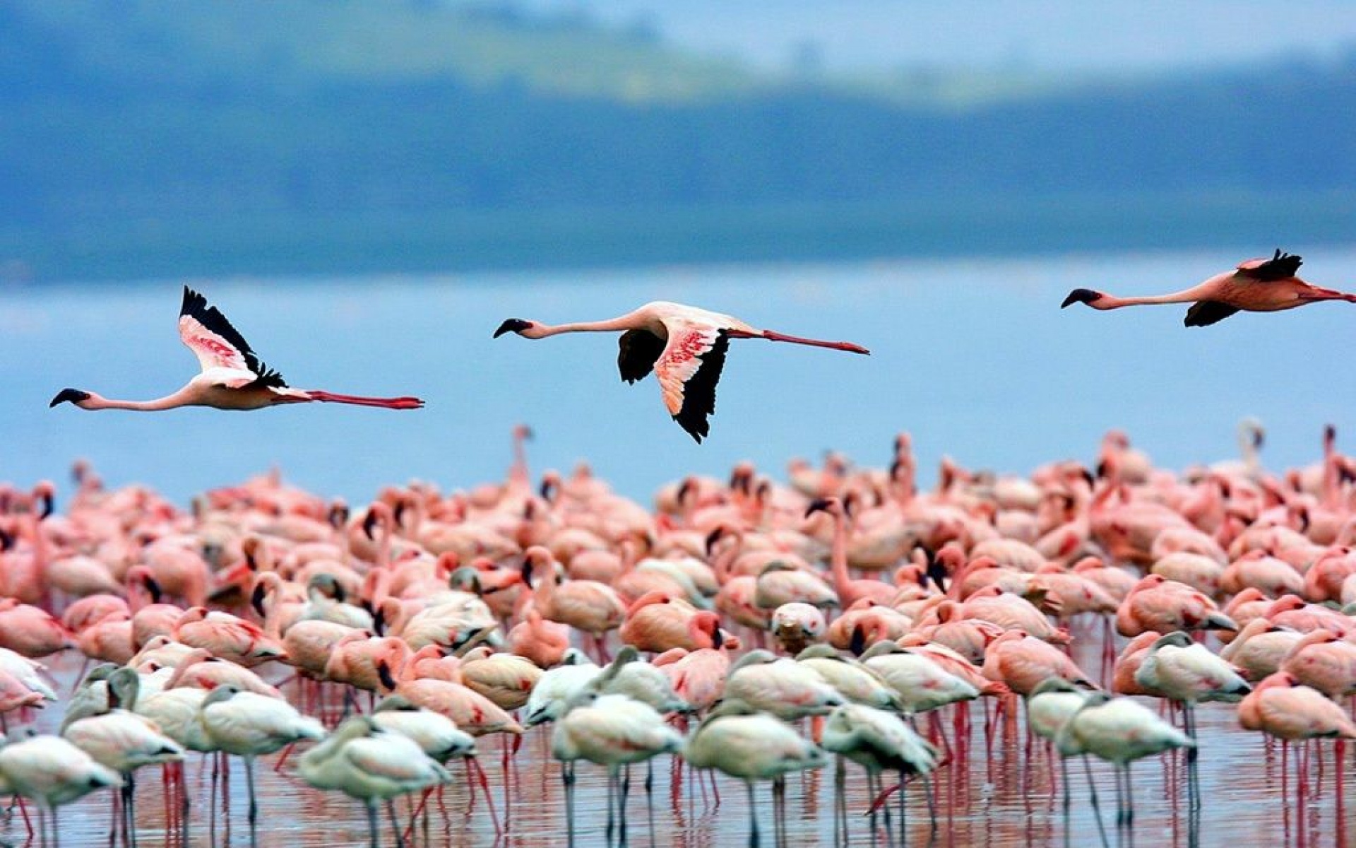 小鸟天地,鸟,儿童桌面专用