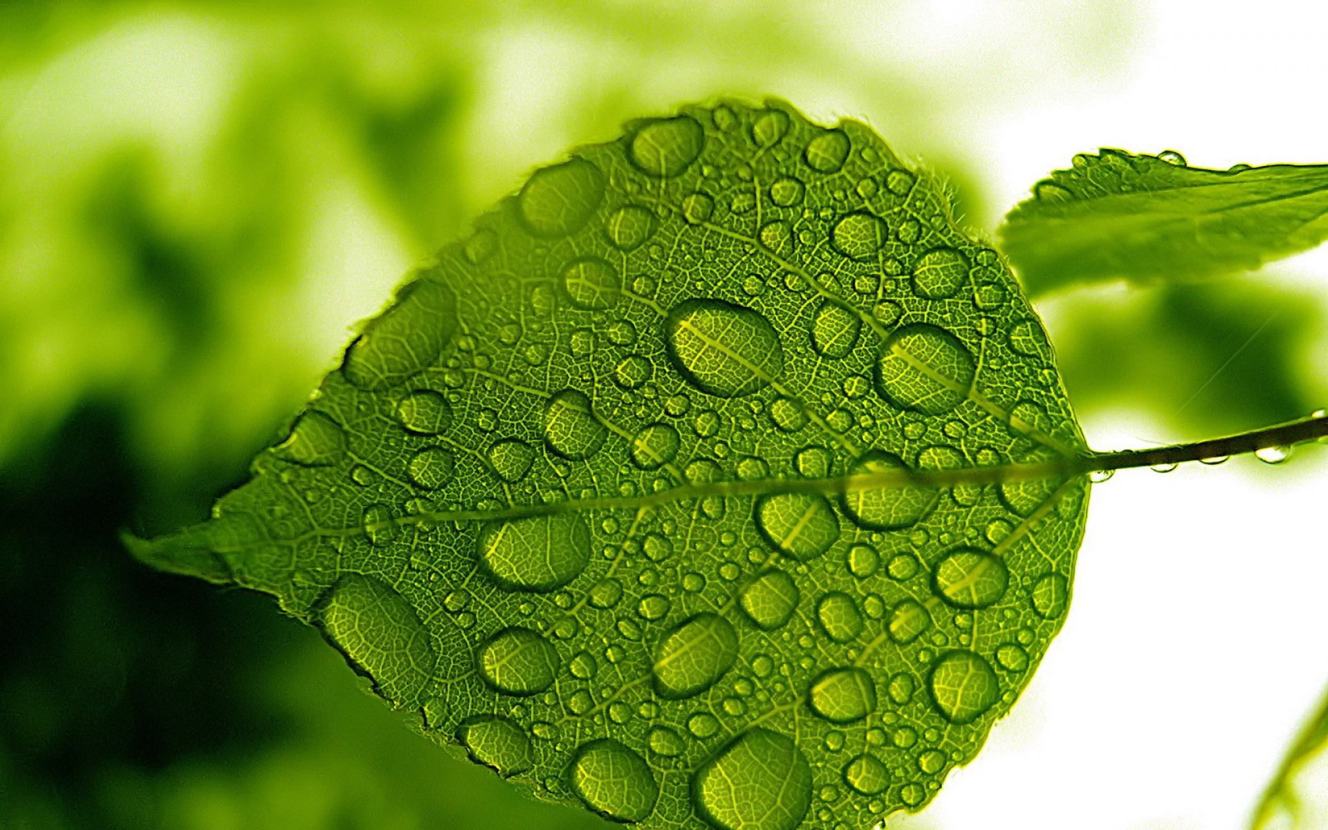 小清新,护眼壁纸,绿色,儿童桌面专用