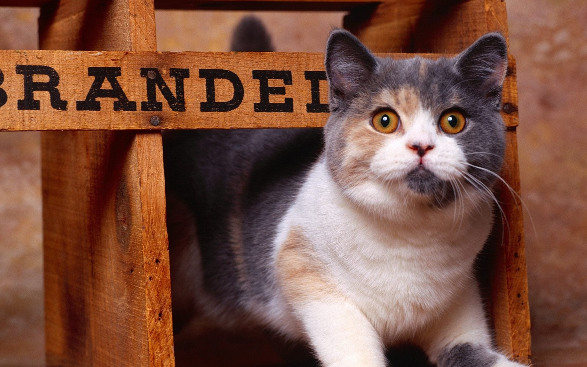 高清,动物,2012Y十一月11D,喵星人,儿童桌面专用