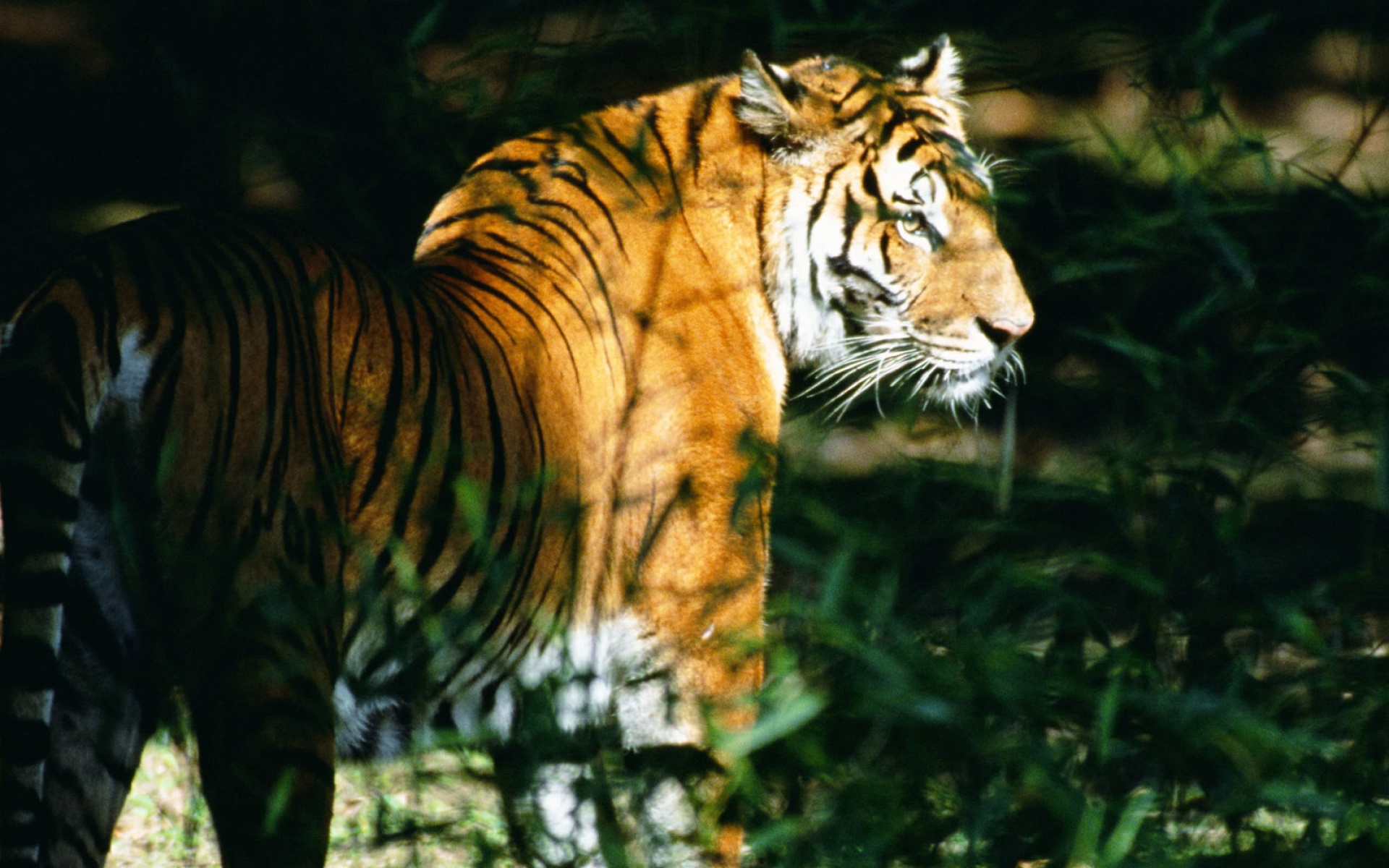 萌宠动物,野生动物,儿童桌面专用