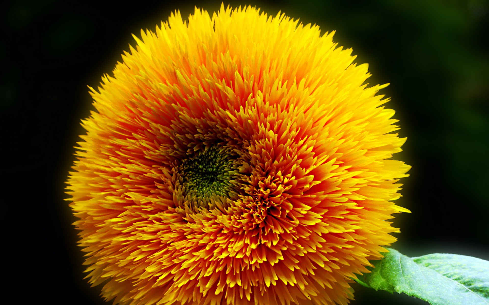 小清新,静物写真,花卉,儿童桌面专用