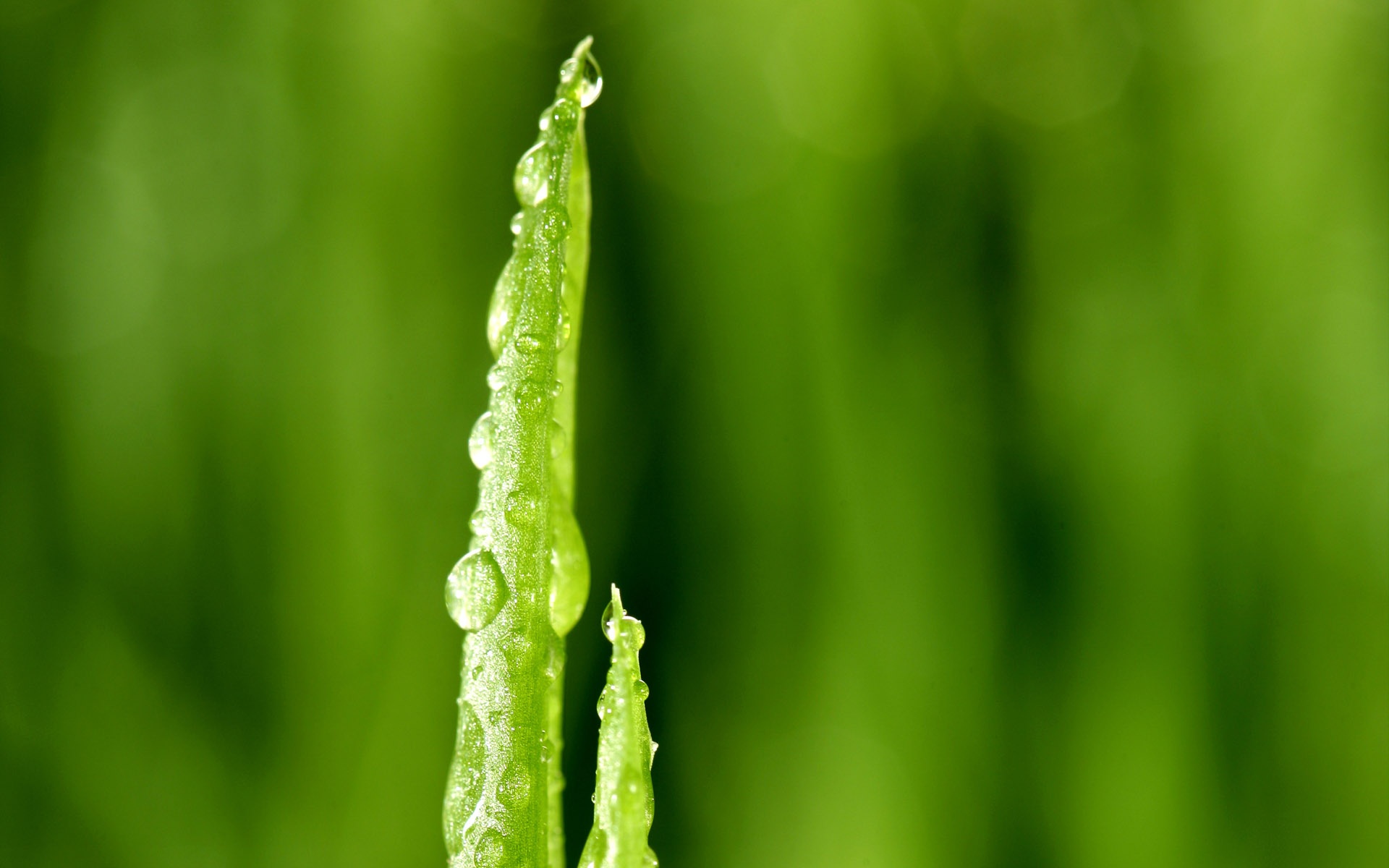 小清新,护眼壁纸,绿色,绿叶,儿童桌面专用