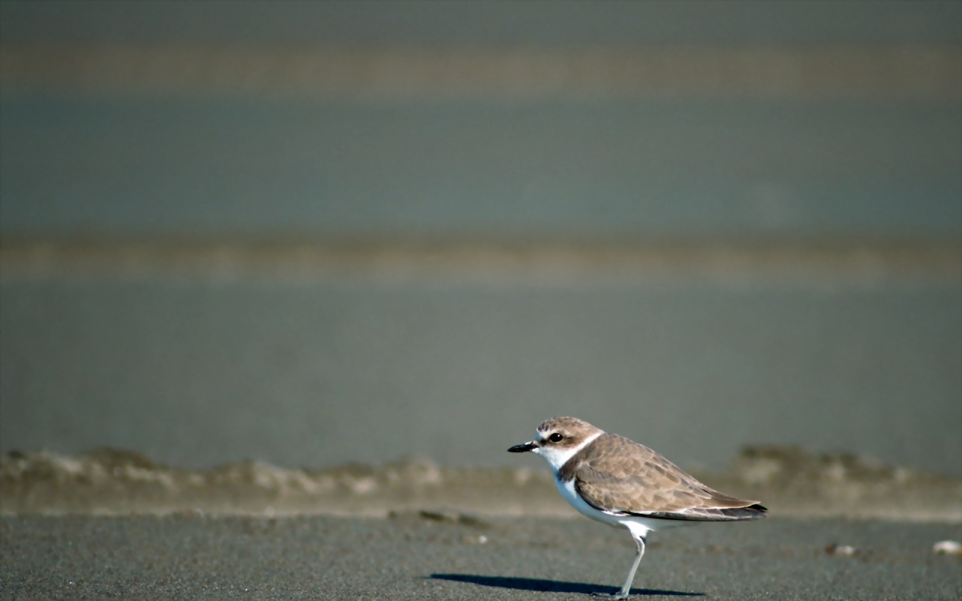 高清,鸟,动物,摄影,2012Y十一月03D,儿童桌面专用