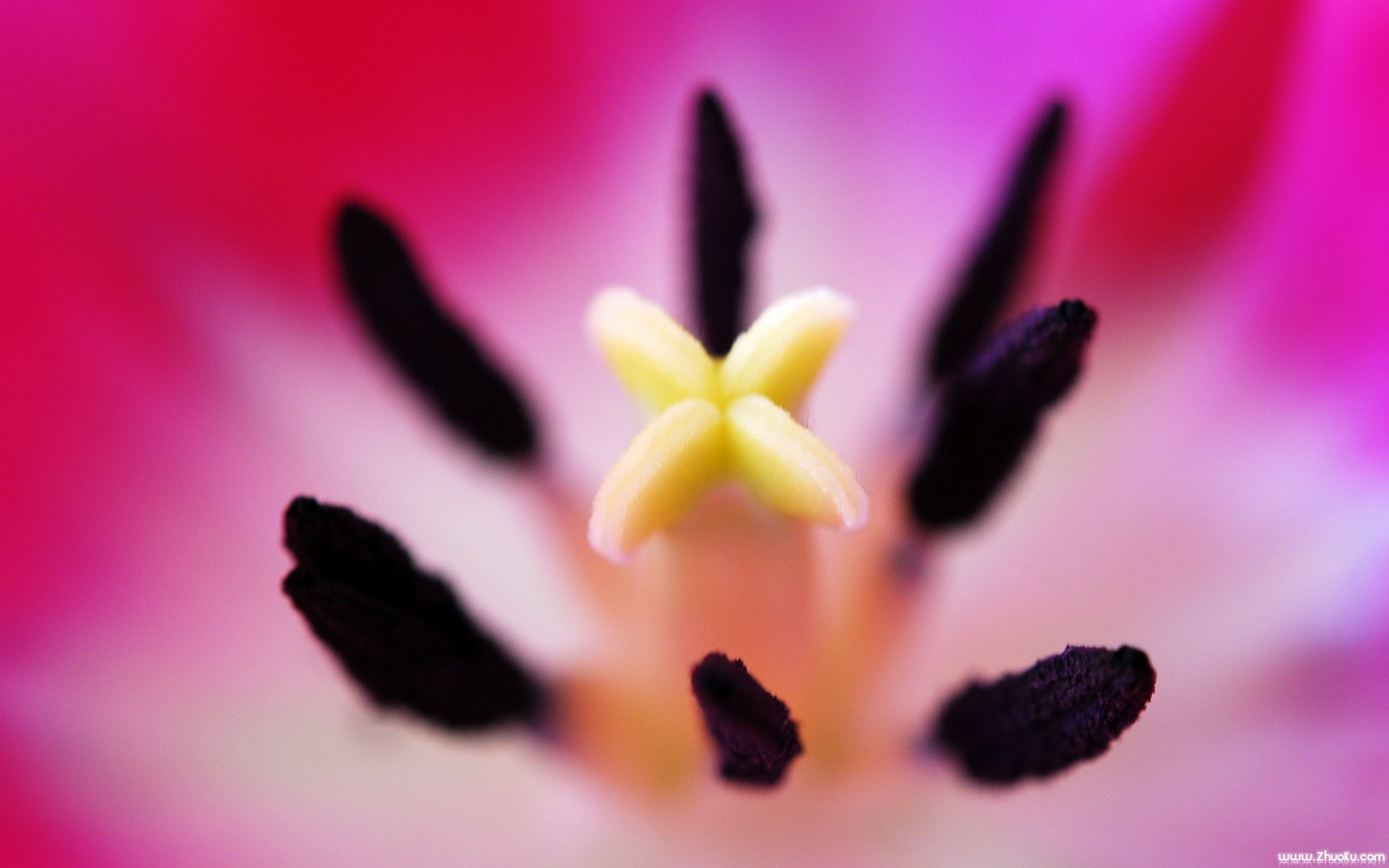 小清新,静物写真,静物,花蕊,花卉,儿童桌面专用