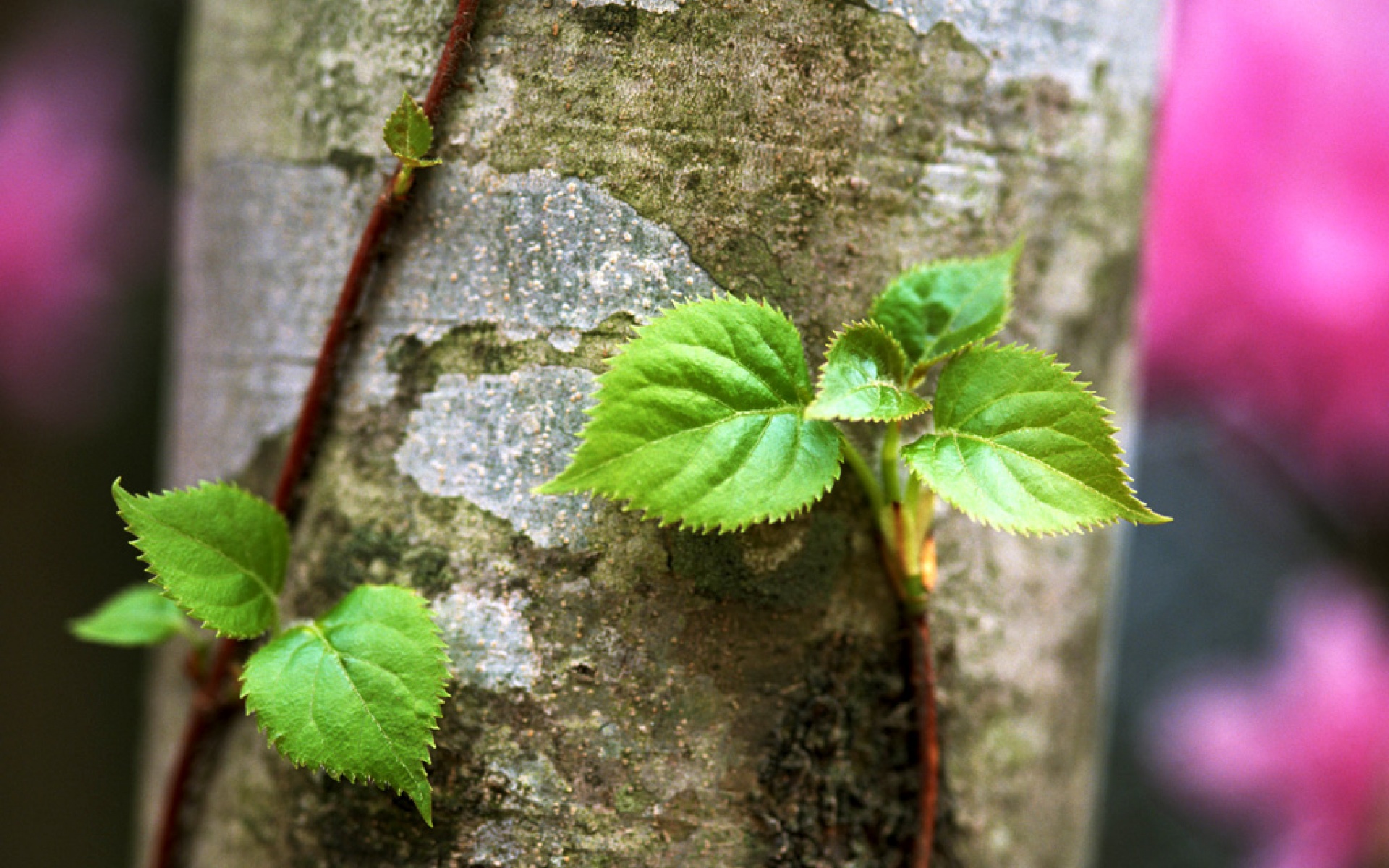 小清新,护眼壁纸,绿色,儿童桌面专用