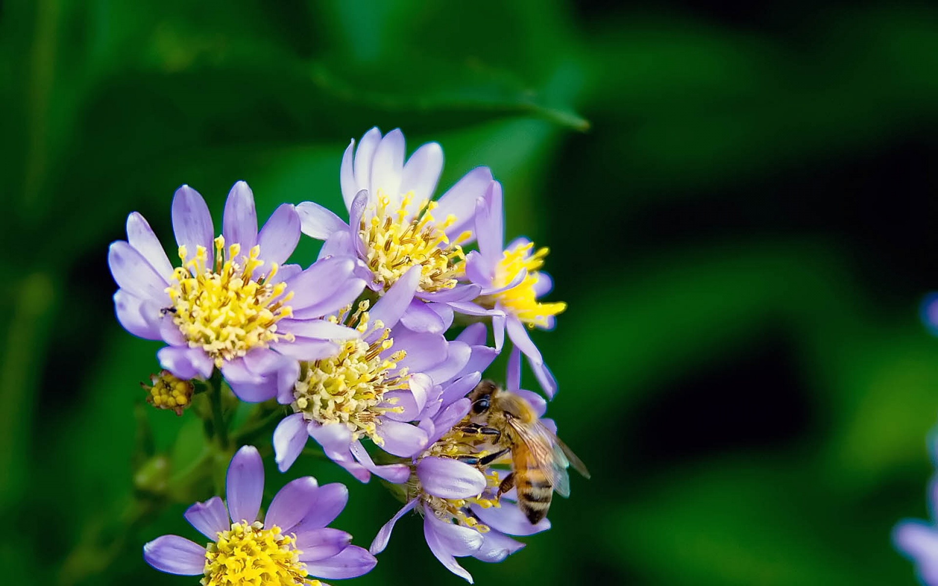 小清新,静物写真,花卉,儿童桌面专用