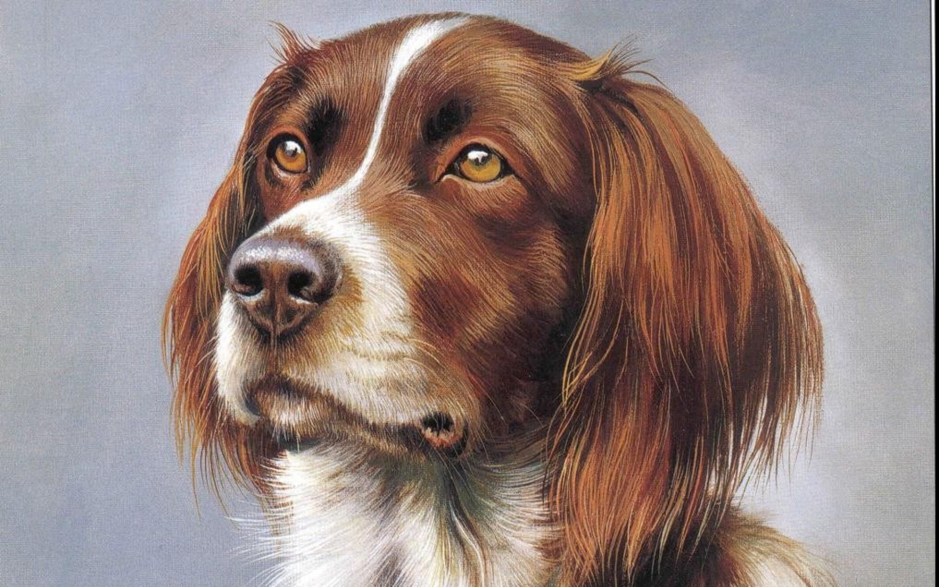 动物,绘画,风格,2012Y十一月04D,儿童桌面专用