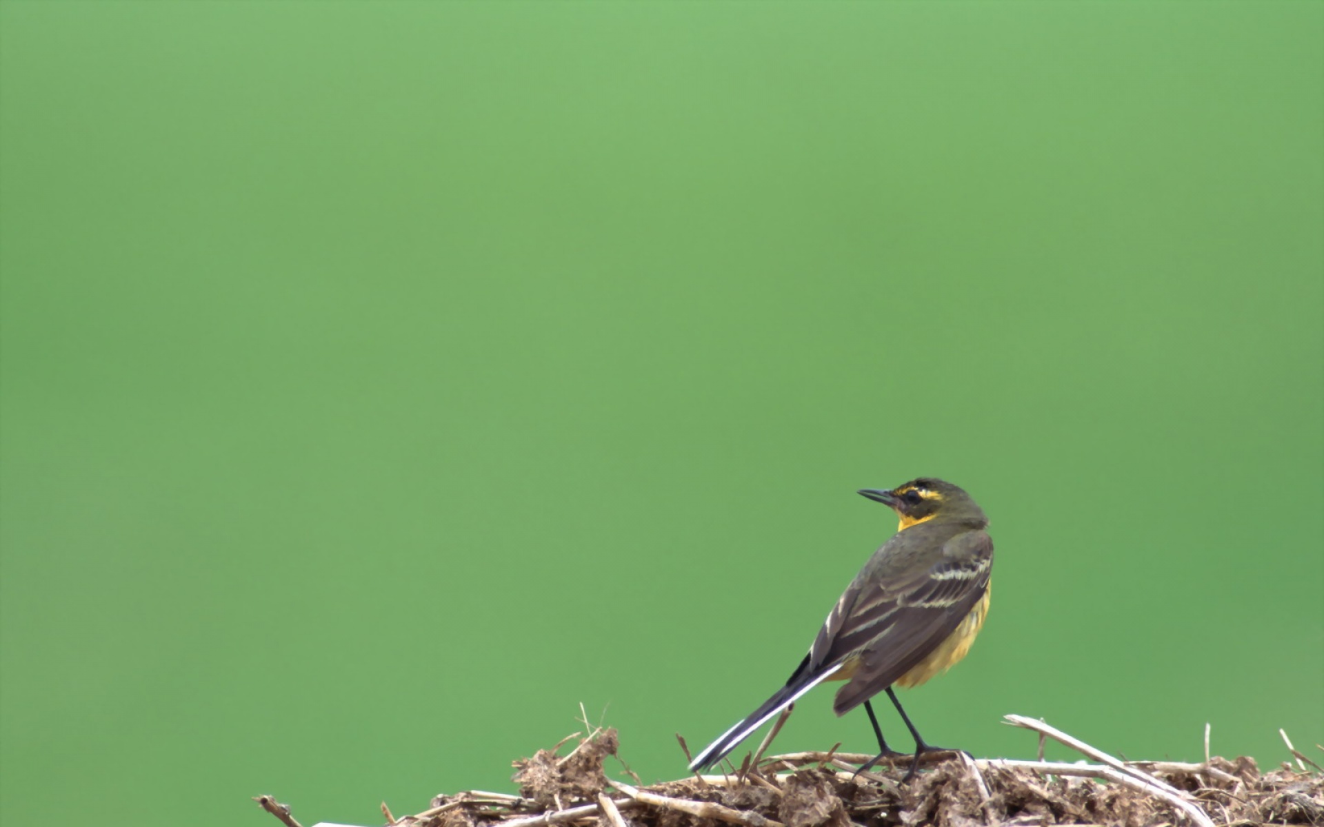 高清,鸟,动物,摄影,2012Y十一月03D,儿童桌面专用