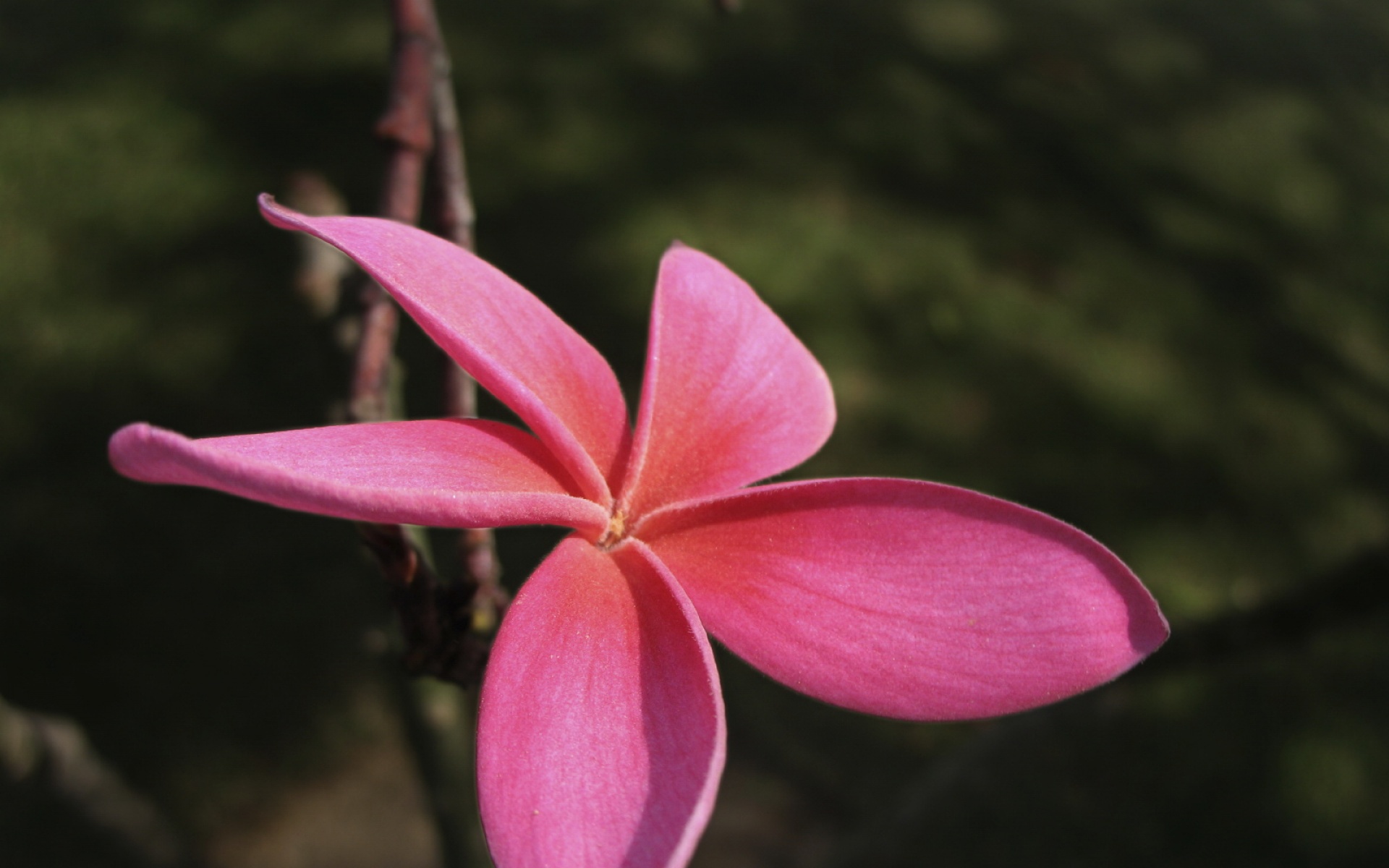 小清新,静物写真,静物,花卉,儿童桌面专用