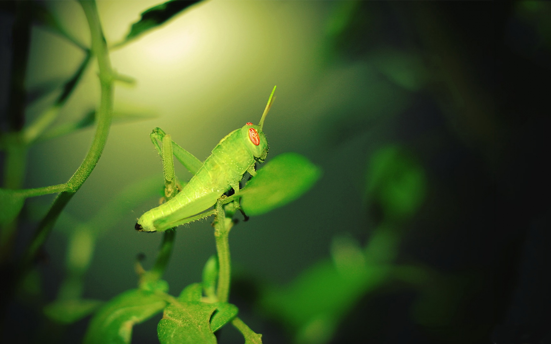 清新,植物,绿色,叶子,昆虫图,蝗虫,2012Y十月31D,儿童桌面专用