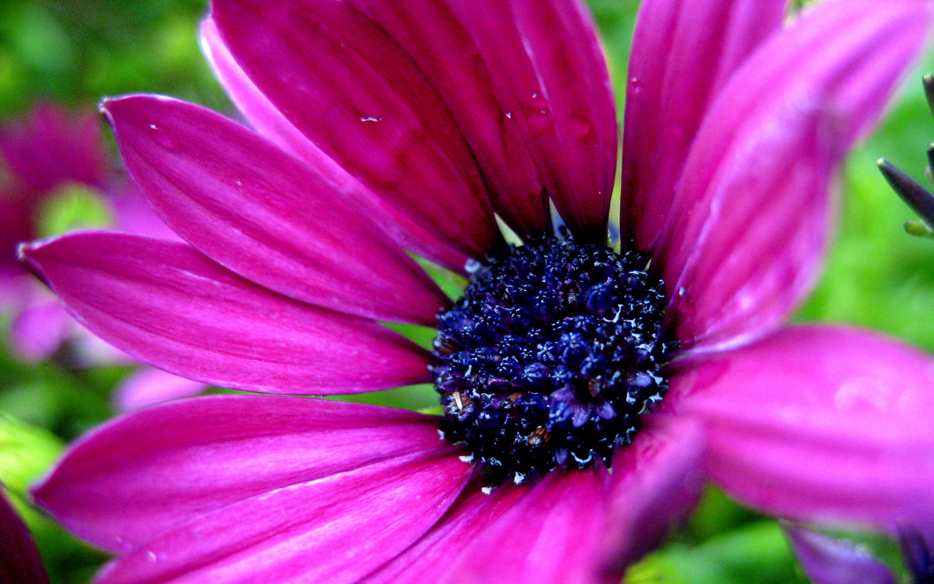 小清新,娇艳欲滴,花卉,花蕊,儿童桌面专用