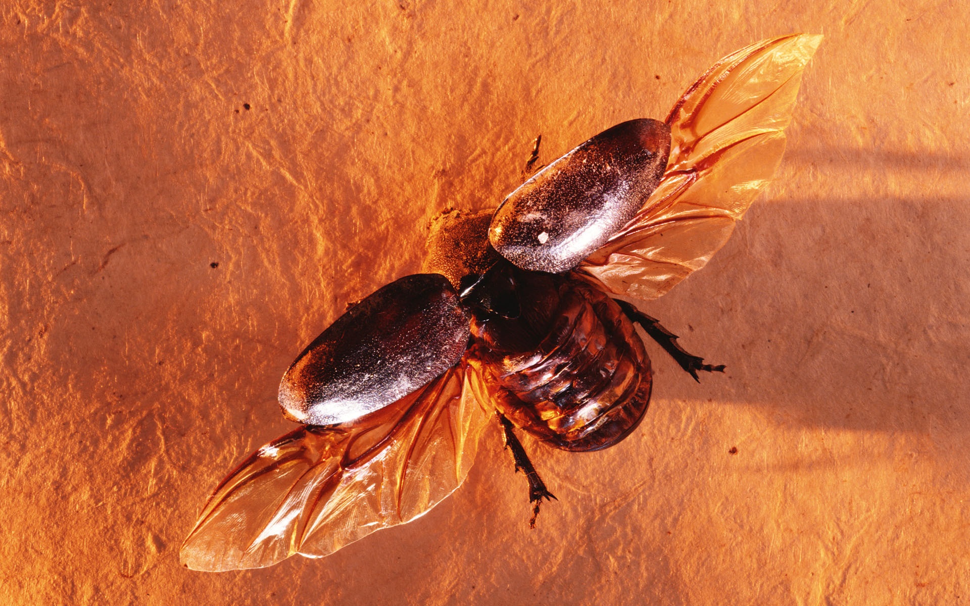 冷调,风格,动物,植物,标本,摄影,宽屏,2012Y十一月01D,儿童桌面专用