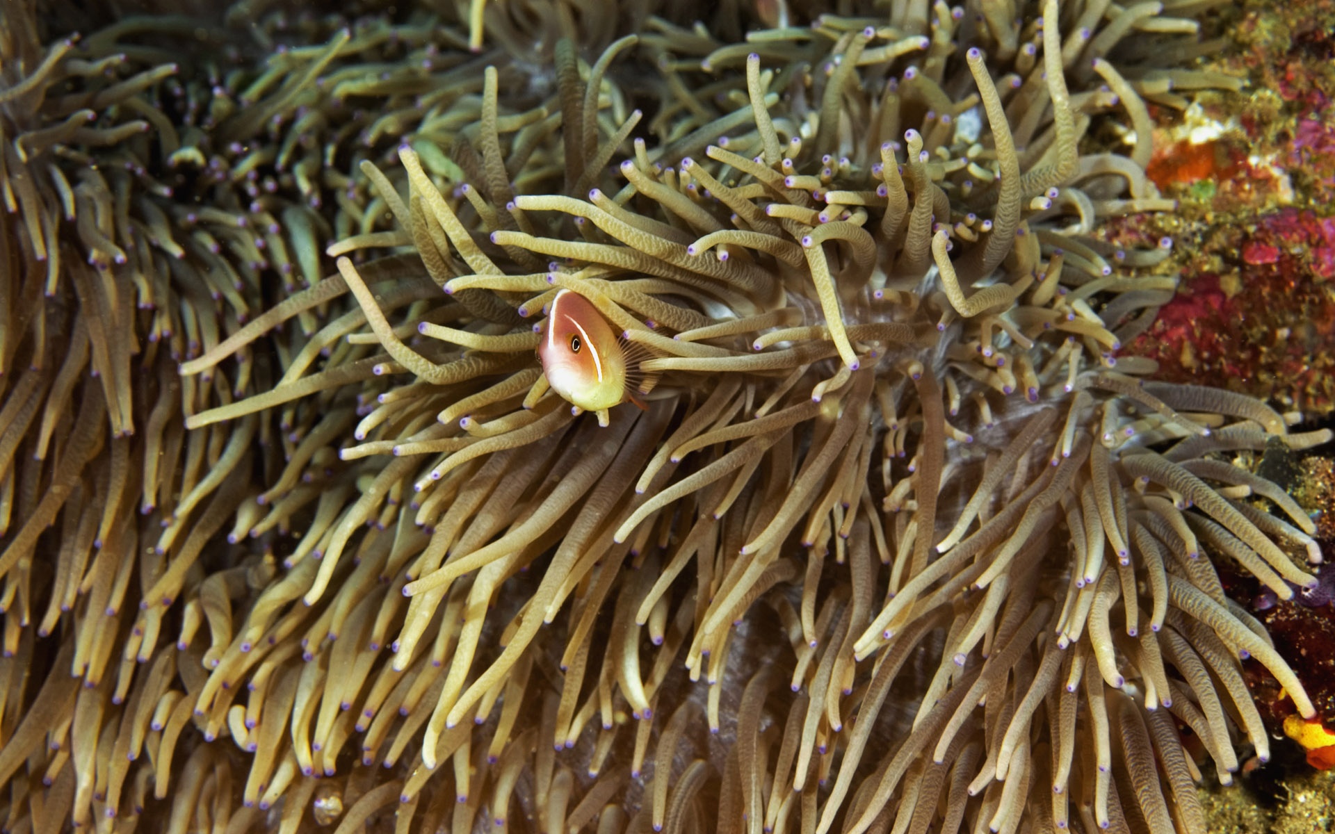 萌宠,鱼,海底世界,儿童桌面专用