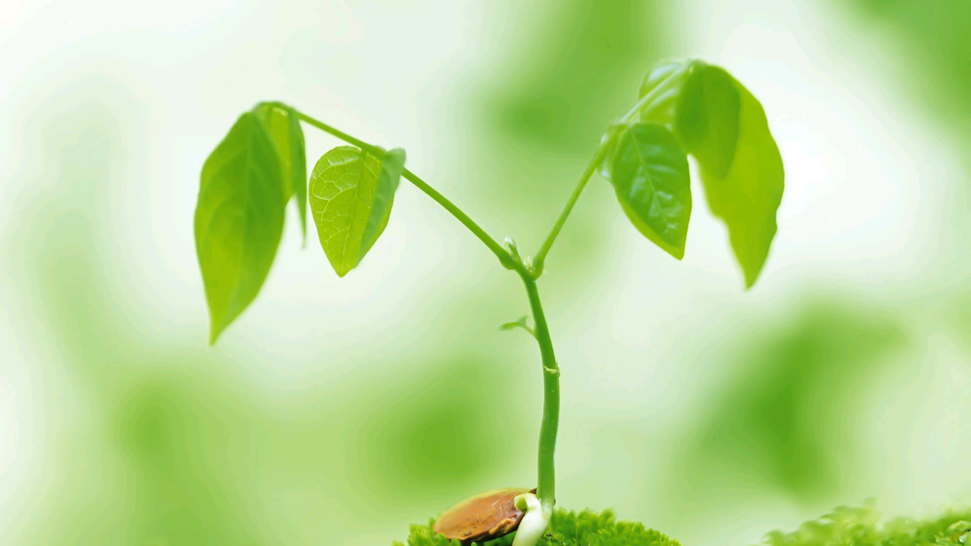 绿叶,新芽,嫩芽,护眼壁纸,儿童桌面专用