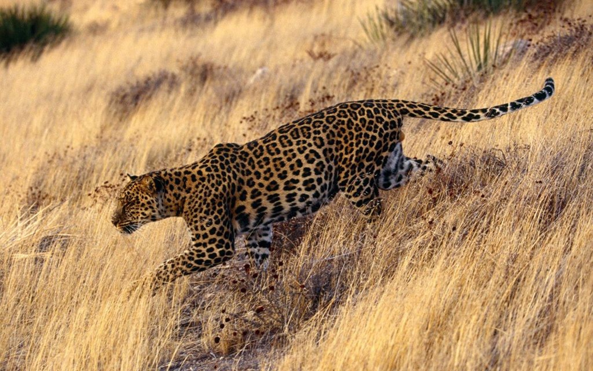 野生动物,豹子,儿童桌面专用