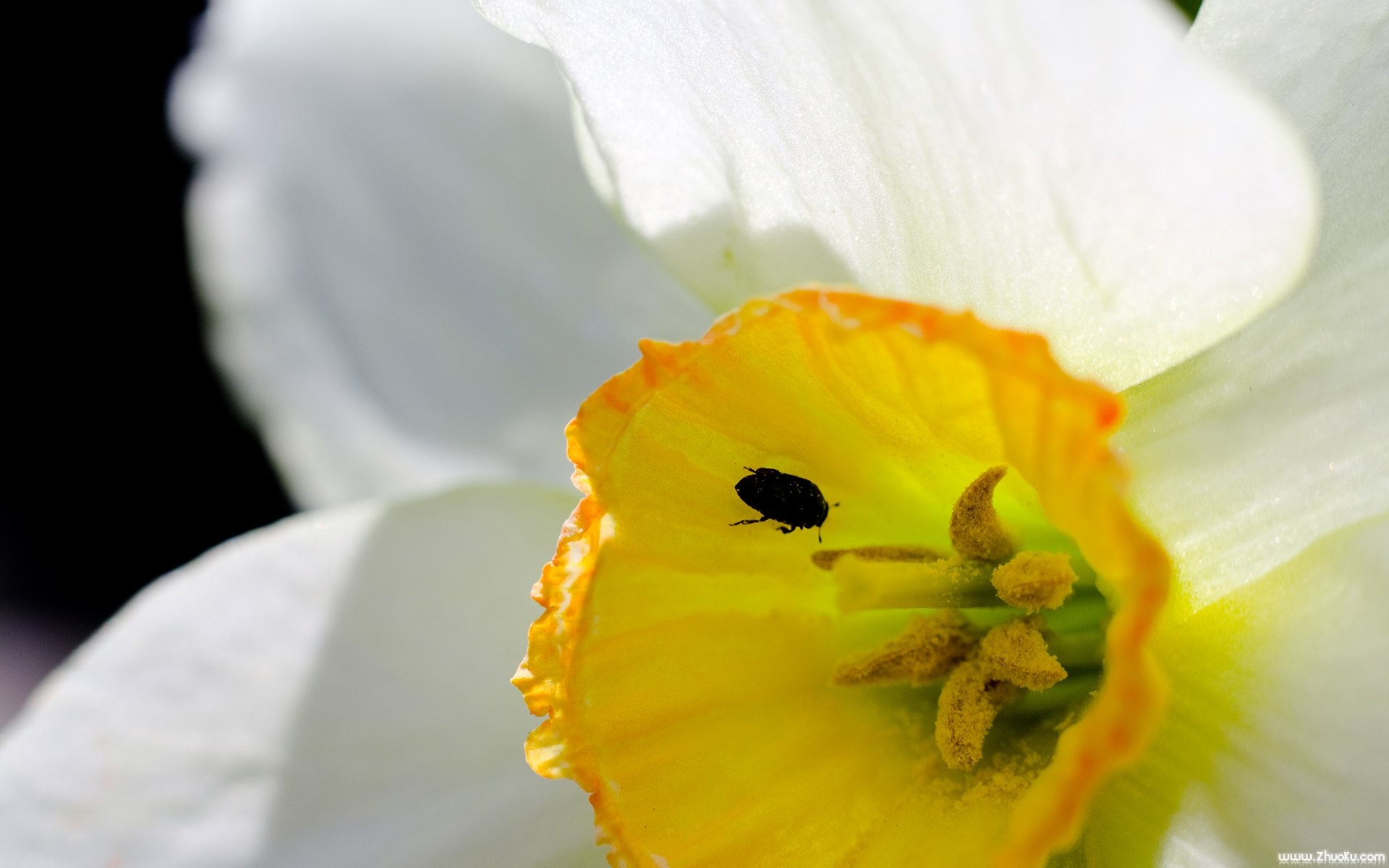 小清新,静物写真,静物,花卉,儿童桌面专用