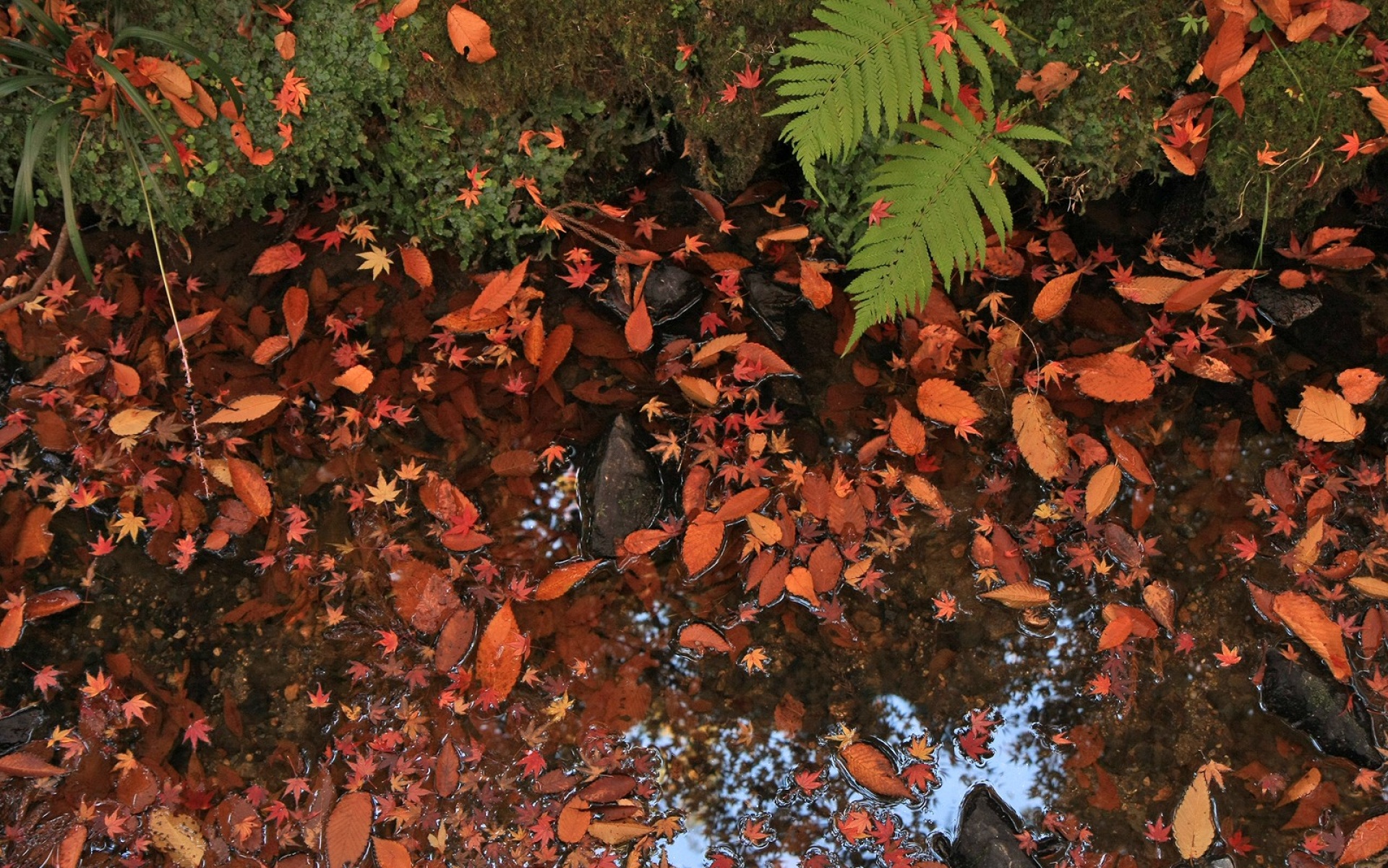 小清新,静物写真,枫叶