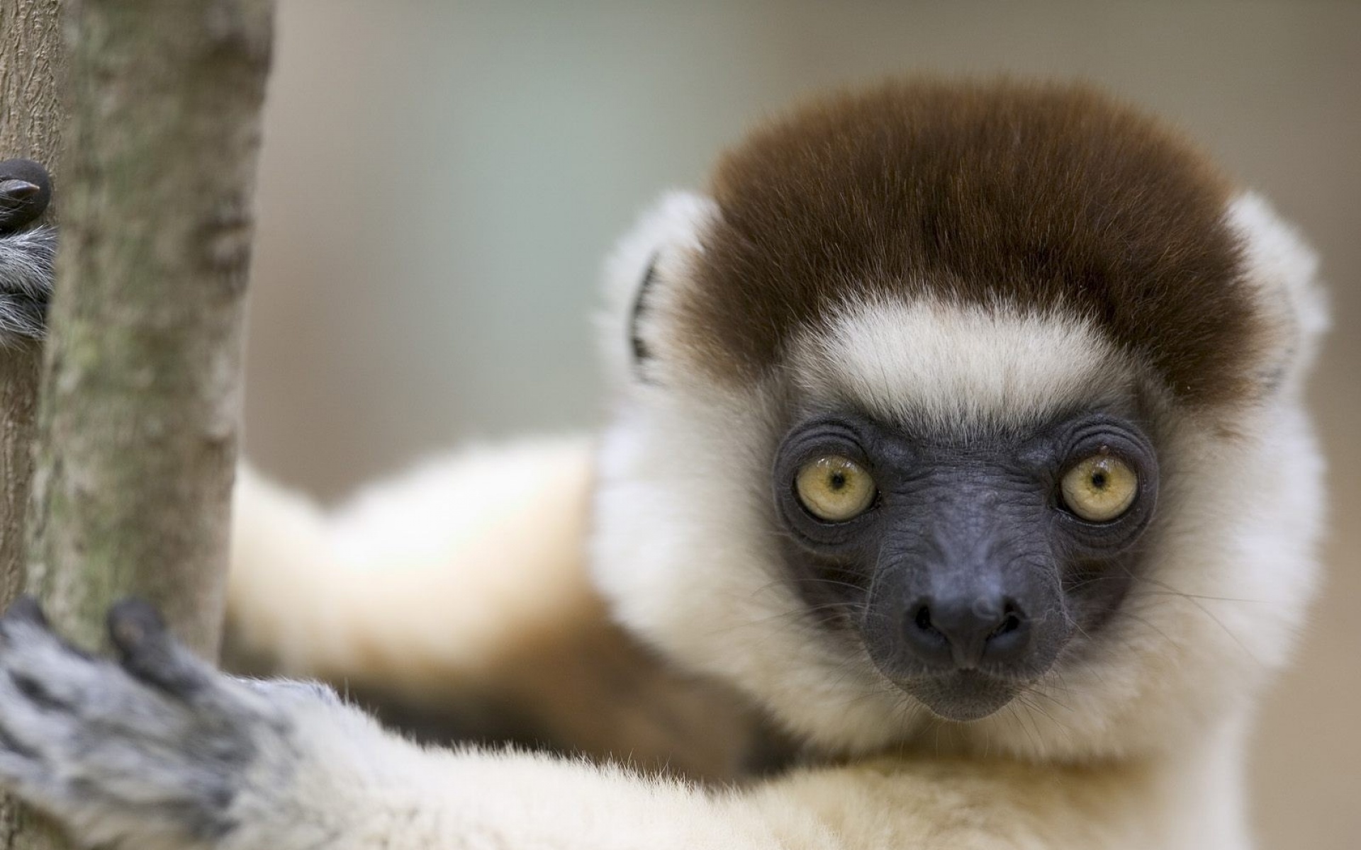 高清,动物,2012Y十一月11D,儿童桌面专用