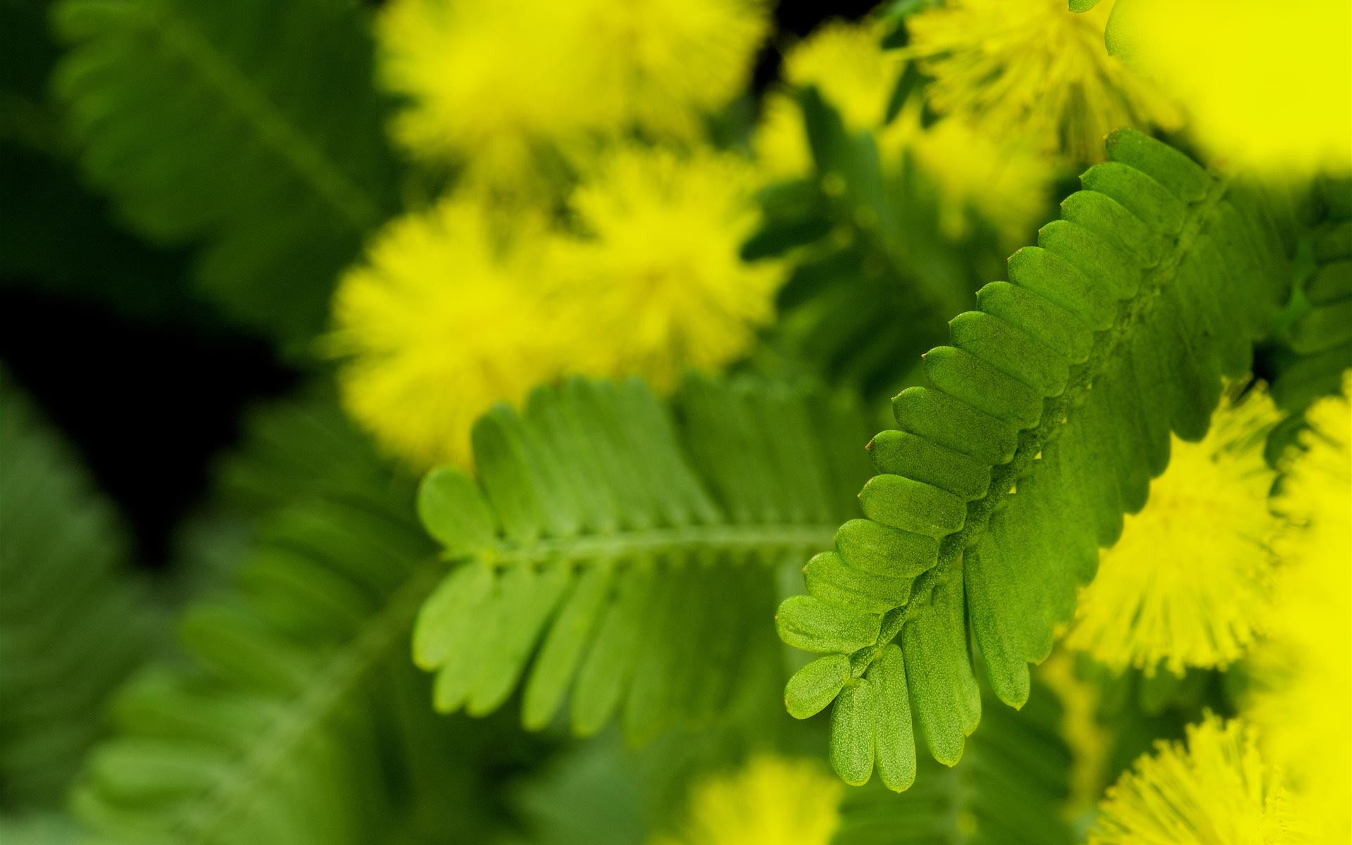 花卉,含羞草,护眼壁纸,儿童桌面专用