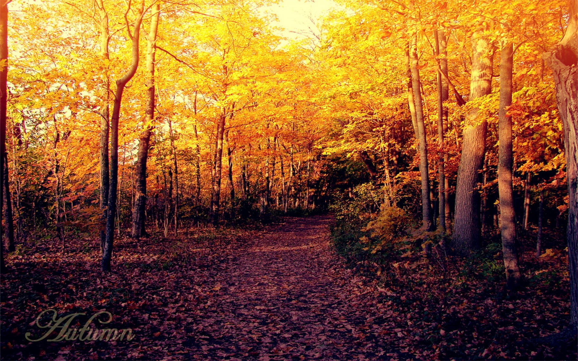 风景,秋意正浓,2012Y十月31D,儿童桌面专用