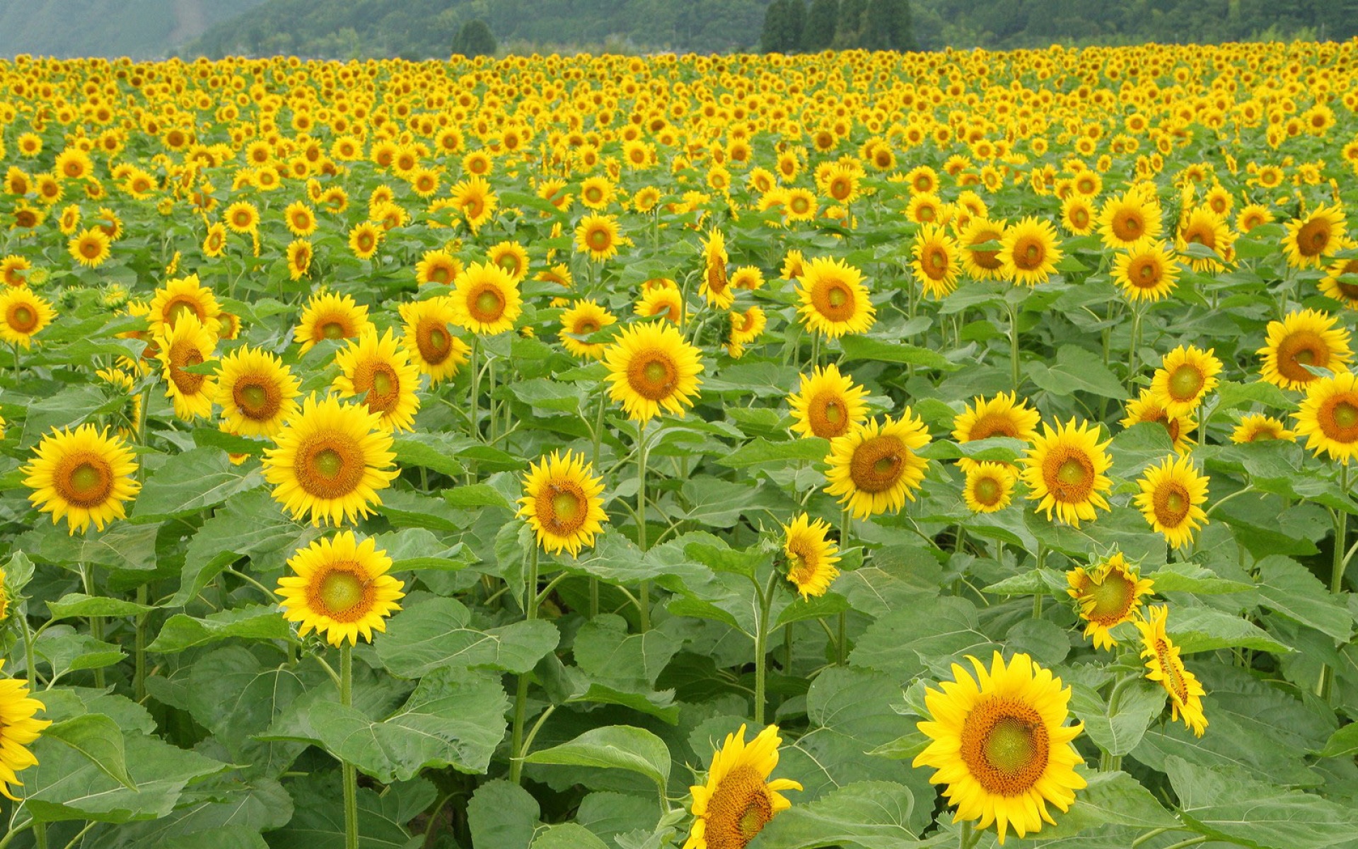 小清新,鸟语花香,葵花,儿童桌面专用