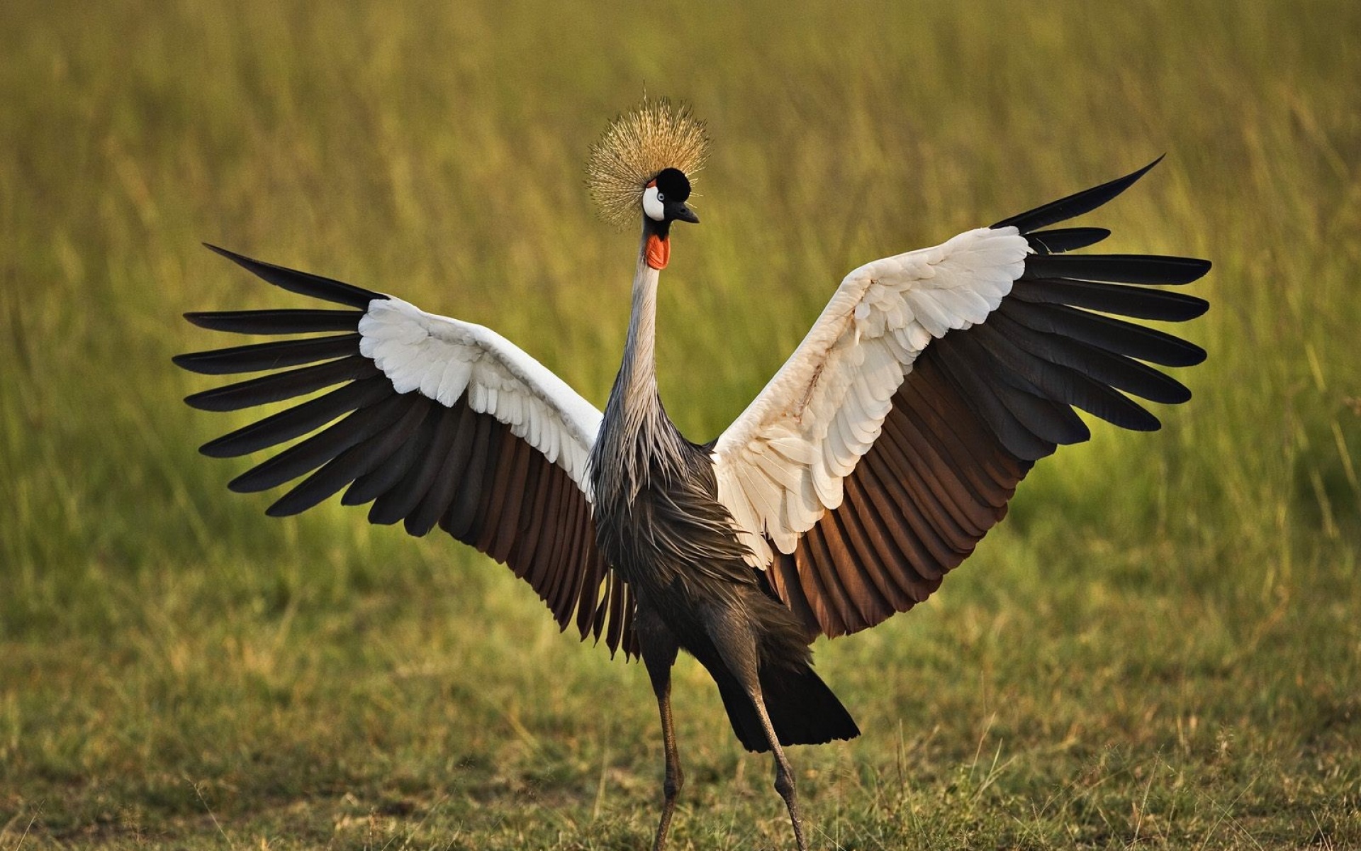 野生动物,鸟,儿童桌面专用