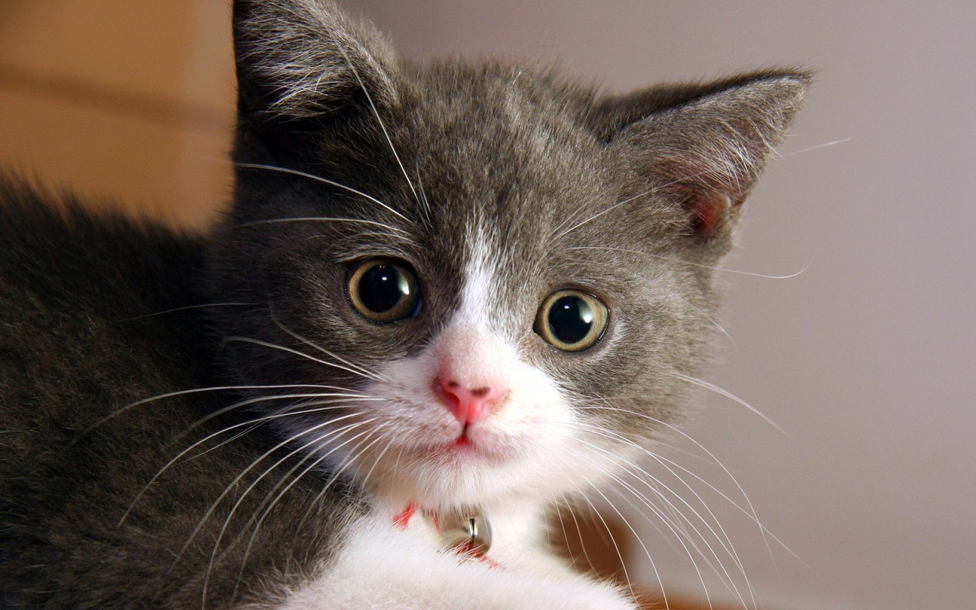 高清,动物,2012Y十一月11D,儿童桌面专用