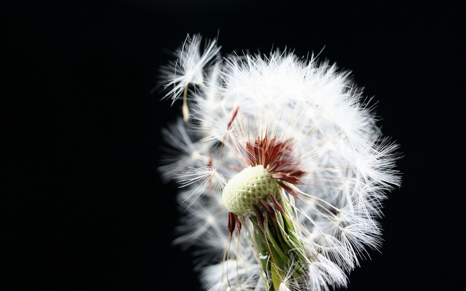 小清新,清新淡雅,蒲公英,儿童桌面专用