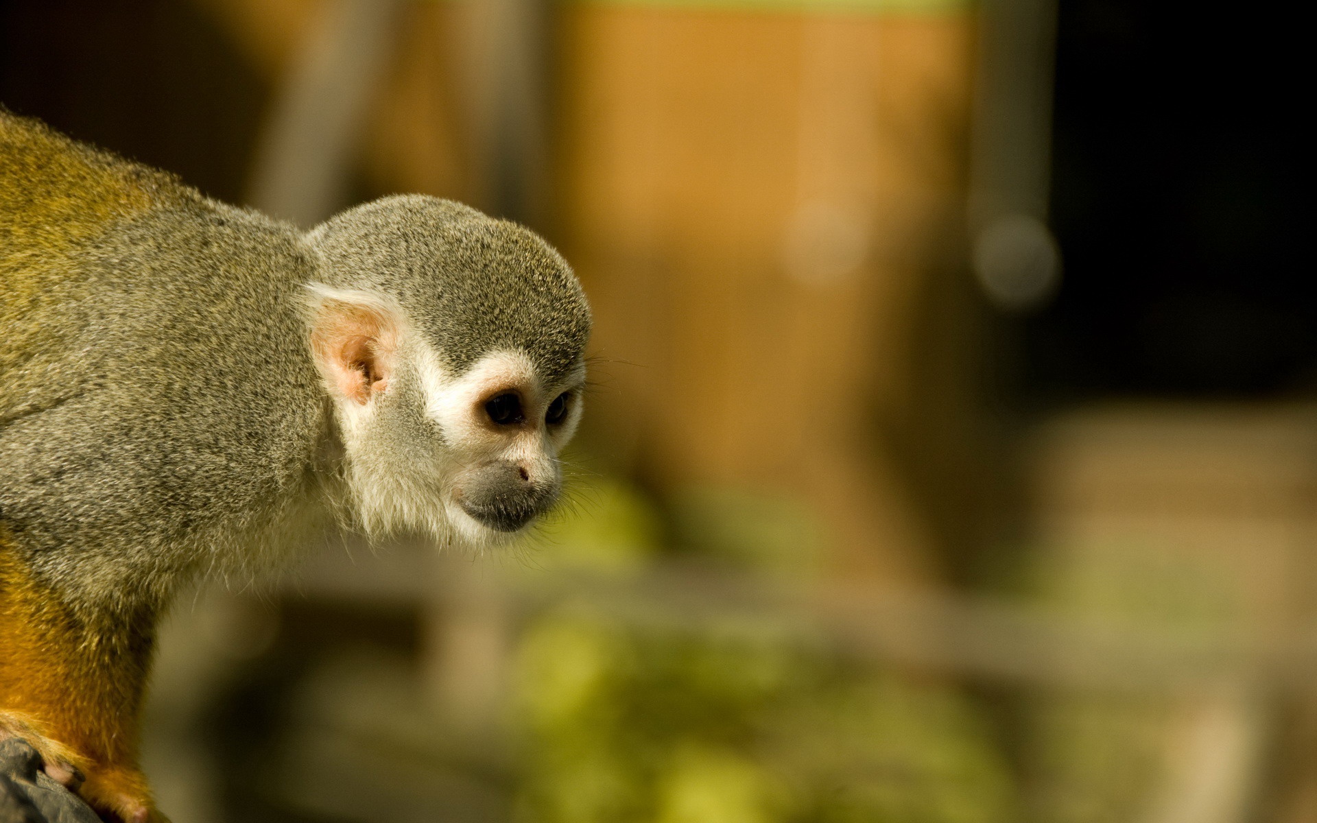 高清,动物,2012Y十一月04D,儿童桌面专用